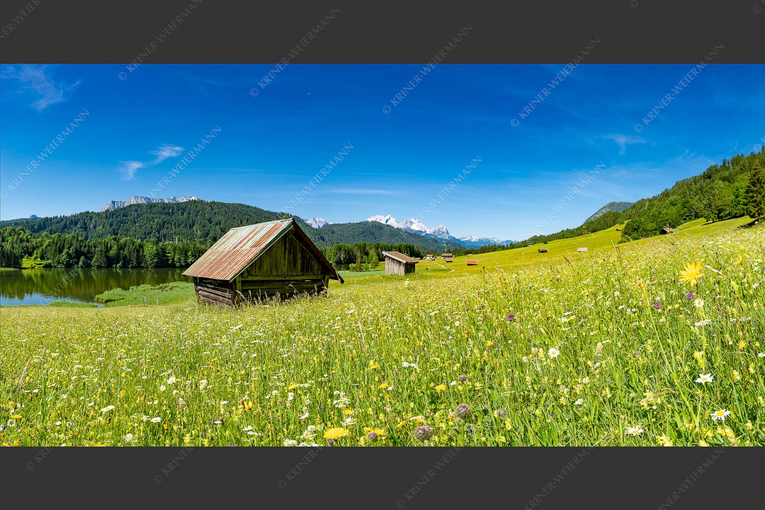 Blick über Blumenwiese am Geroldsee zum Zugspitzmassiv im Wetterstein - Wiesmahd am Geroldsee II 2:1  -- Blumenwiese mit Zugspitze - mehr Infos bei www.Kriner-Weiermann.de