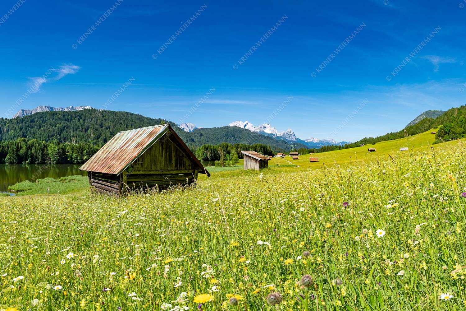 Blick über Blumenwiese am Geroldsee zum Zugspitzmassiv im Wetterstein - Wiesmahd am Geroldsee II 3:2  -- Blumenwiese mit Zugspitze - mehr Infos bei www.Kriner-Weiermann.de