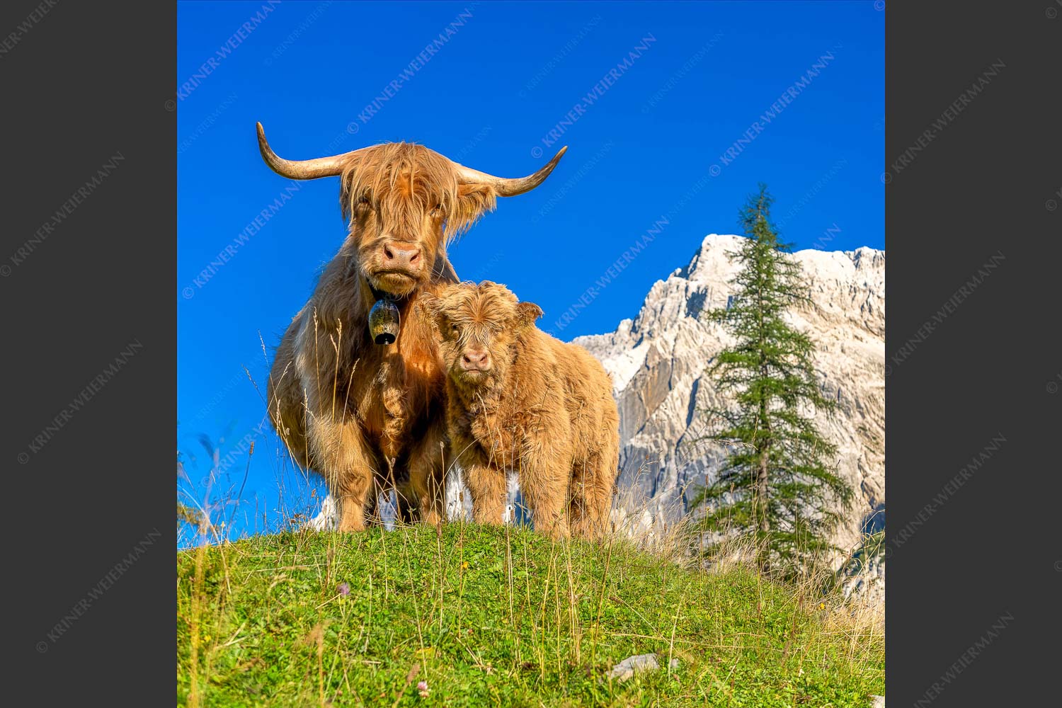 Schottische Hochlandrinder am Halleranger mit Speckkarspitze im Karwendelgebirge - Wir gehören zam 1:1  -- Schottisches Hochlandrind mit Kalb - mehr Infos bei www.Kriner-Weiermann.de