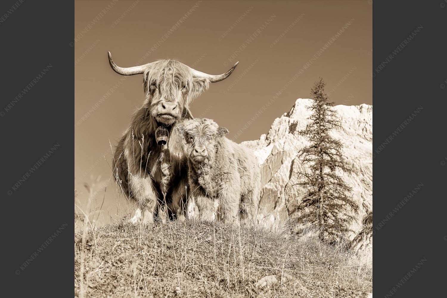 Schottische Hochlandrinder am Halleranger mit Speckkarspitze im Karwendelgebirge - Wir gehören zam 1:1 sepia -- Schottisches Hochlandrind mit Kalb - mehr Infos bei www.Kriner-Weiermann.de