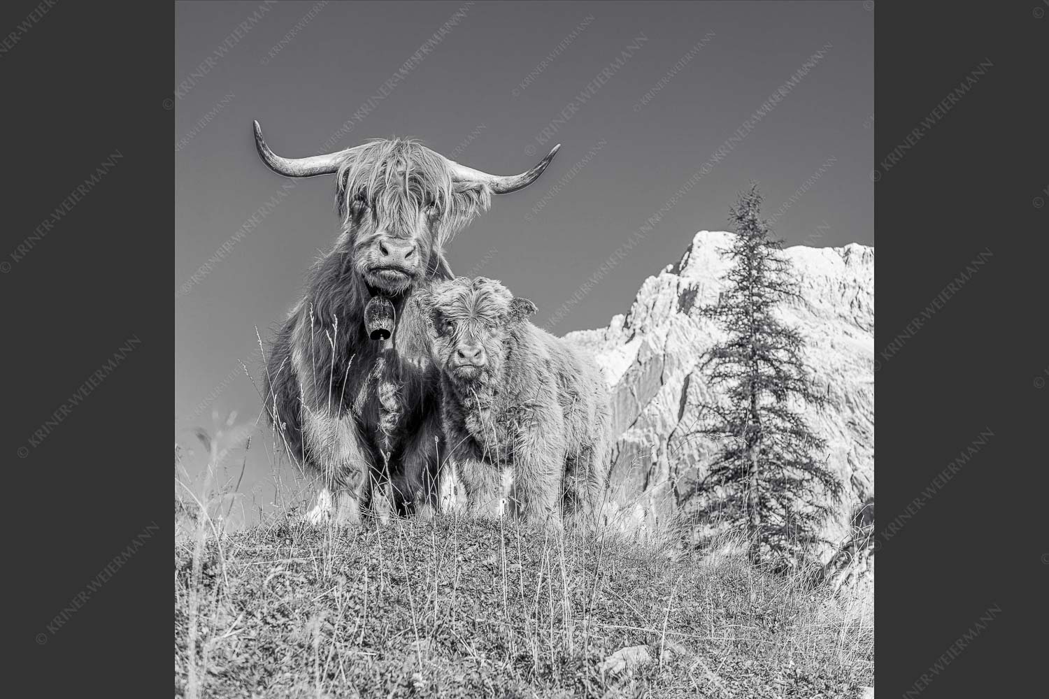 Schottische Hochlandrinder am Halleranger mit Speckkarspitze im Karwendelgebirge - Wir gehören zam 1:1 sw -- Schottisches Hochlandrind mit Kalb - mehr Infos bei www.Kriner-Weiermann.de