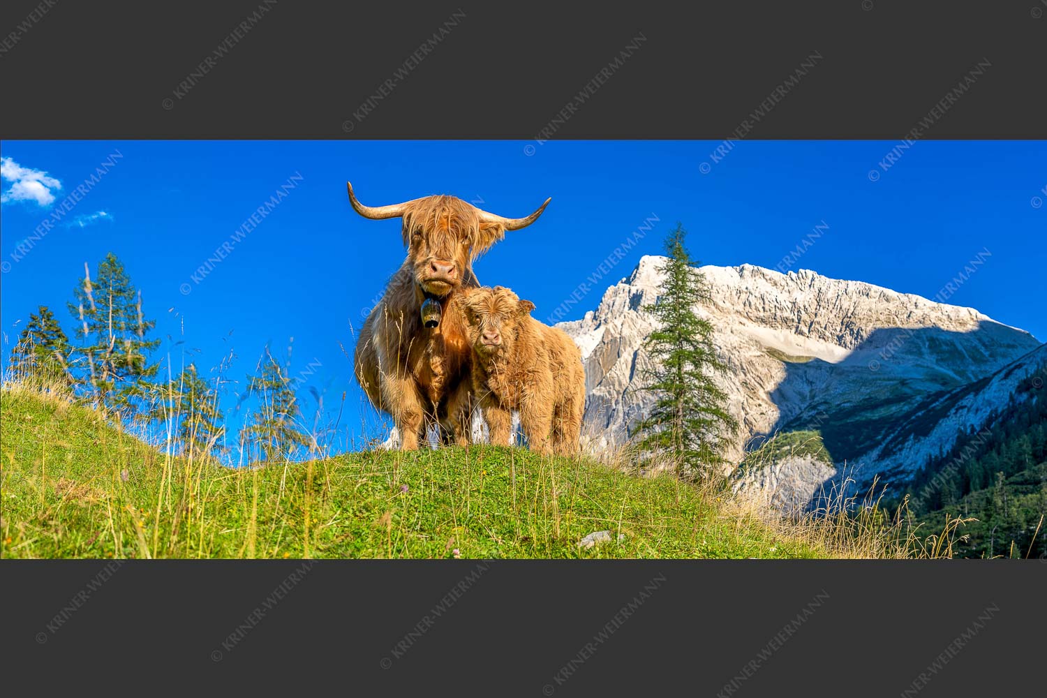 Schottische Hochlandrinder am Halleranger mit Speckkarspitze im Karwendelgebirge - Wir gehören zam 2,5:1  -- Schottisches Hochlandrind mit Kalb - mehr Infos bei www.Kriner-Weiermann.de