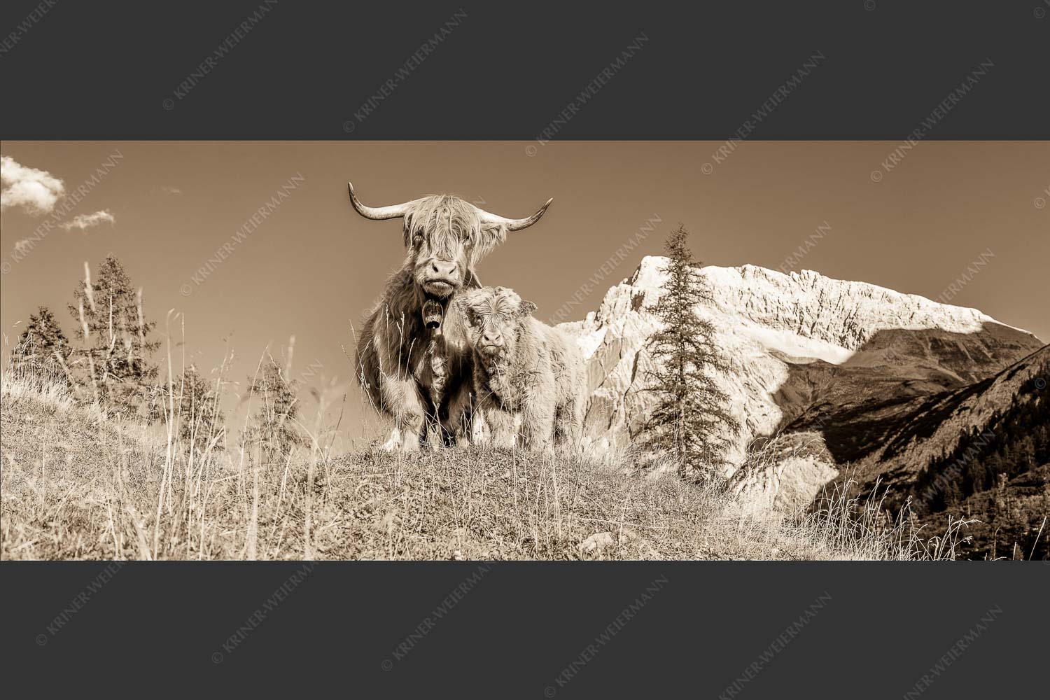 Schottische Hochlandrinder am Halleranger mit Speckkarspitze im Karwendelgebirge - Wir gehören zam 2,5:1 sepia -- Schottisches Hochlandrind mit Kalb - mehr Infos bei www.Kriner-Weiermann.de