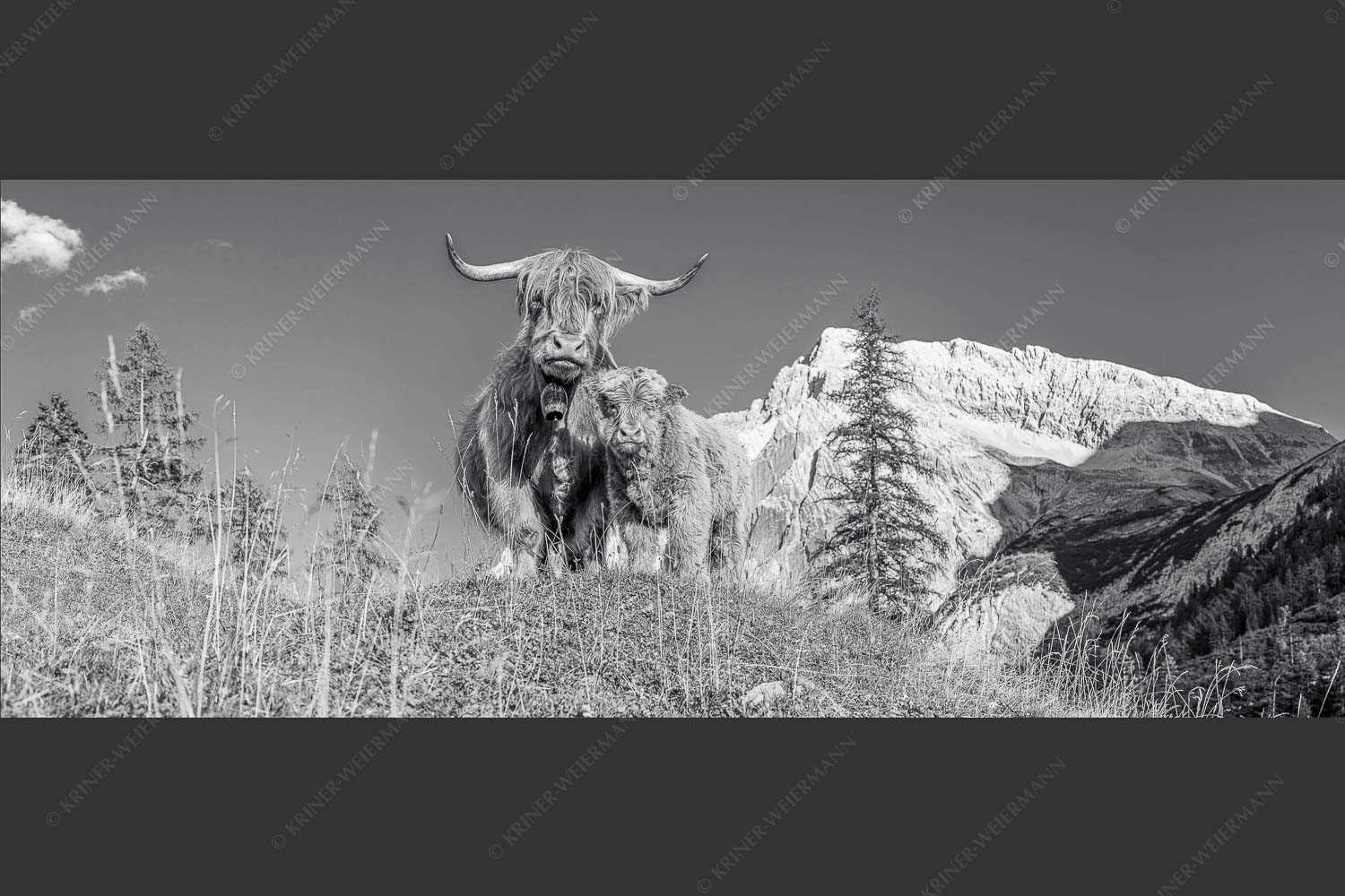 Schottische Hochlandrinder am Halleranger mit Speckkarspitze im Karwendelgebirge - Wir gehören zam 2,5:1 sw -- Schottisches Hochlandrind mit Kalb - mehr Infos bei www.Kriner-Weiermann.de
