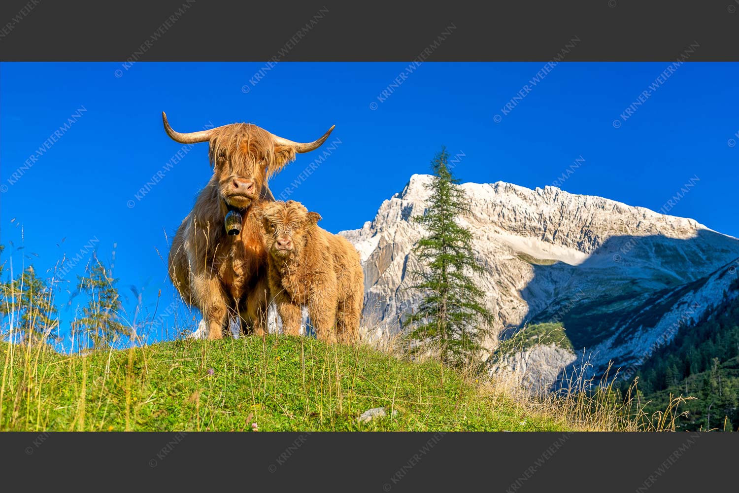 Schottische Hochlandrinder am Halleranger mit Speckkarspitze im Karwendelgebirge - Wir gehören zam 2:1  -- Schottisches Hochlandrind mit Kalb - mehr Infos bei www.Kriner-Weiermann.de