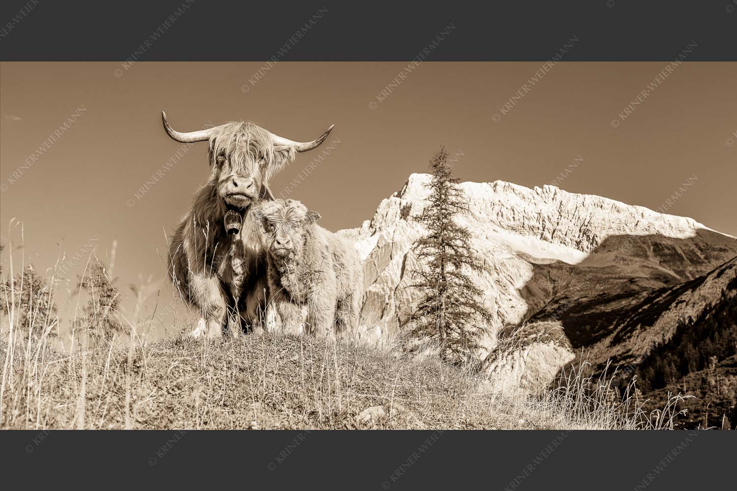 Schottische Hochlandrinder am Halleranger mit Speckkarspitze im Karwendelgebirge - Wir gehören zam 2:1 sepia -- Schottisches Hochlandrind mit Kalb - mehr Infos bei www.Kriner-Weiermann.de