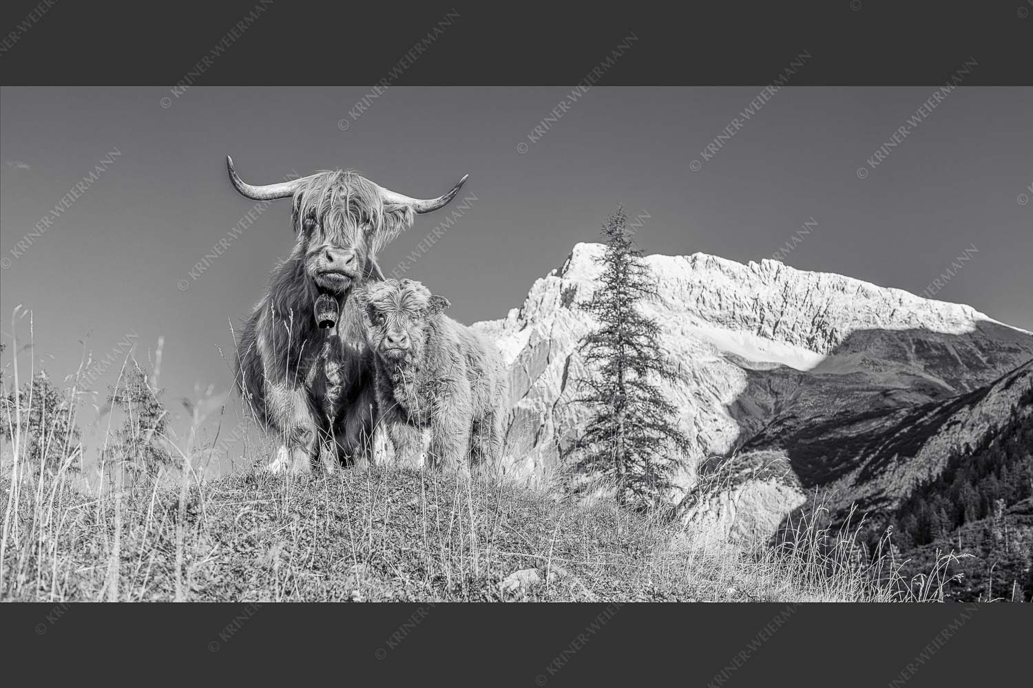 Schottische Hochlandrinder am Halleranger mit Speckkarspitze im Karwendelgebirge - Wir gehören zam 2:1 sw -- Schottisches Hochlandrind mit Kalb - mehr Infos bei www.Kriner-Weiermann.de