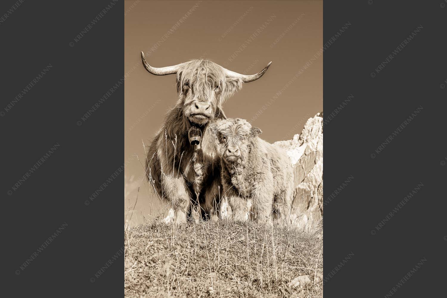 Schottische Hochlandrinder am Halleranger mit Speckkarspitze im Karwendelgebirge - Wir gehören zam 2:3 sepia -- Schottisches Hochlandrind mit Kalb - mehr Infos bei www.Kriner-Weiermann.de
