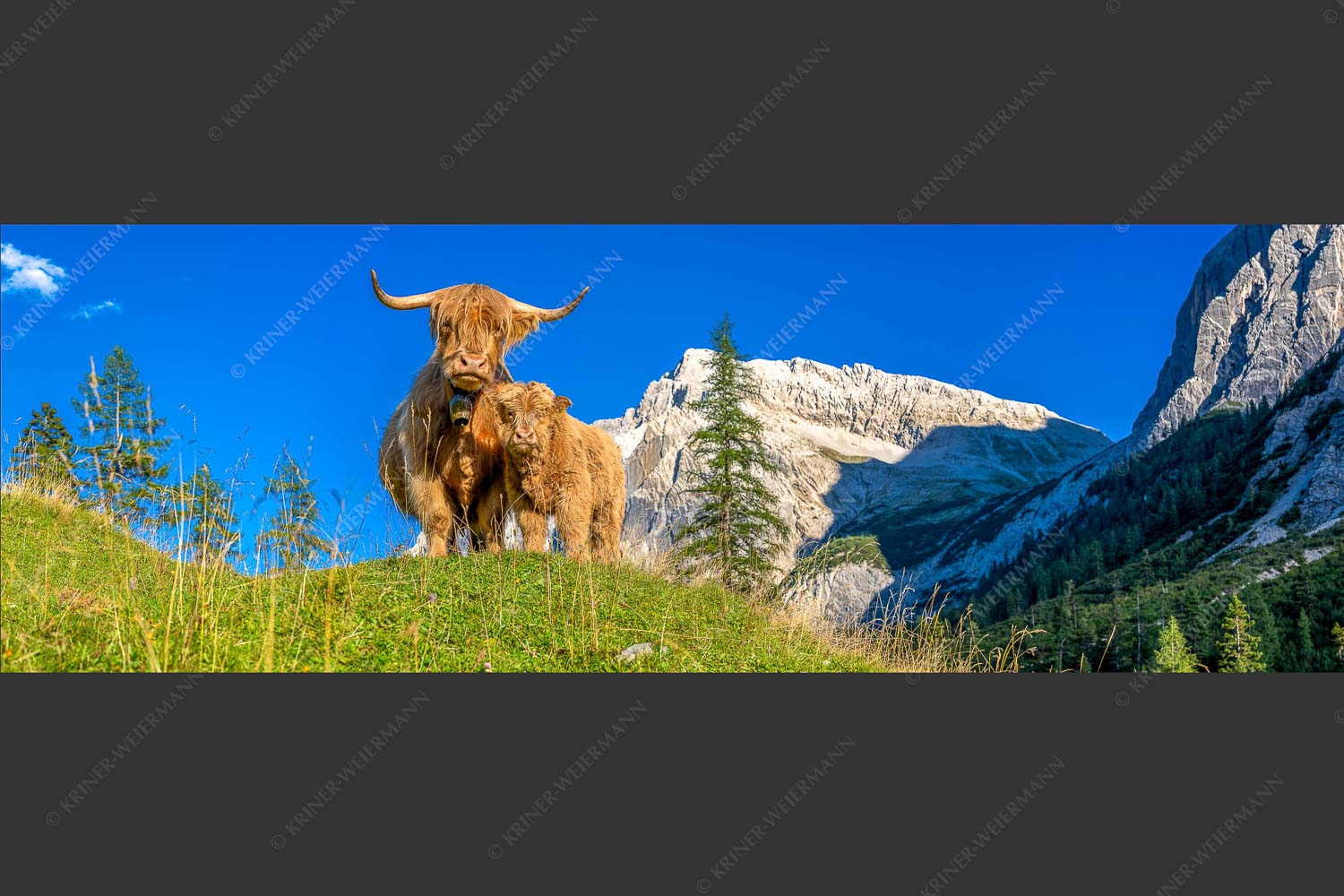 Schottische Hochlandrinder am Halleranger mit Speckkarspitze im Karwendelgebirge - Wir gehören zam 3:1  -- Schottisches Hochlandrind mit Kalb - mehr Infos bei www.Kriner-Weiermann.de