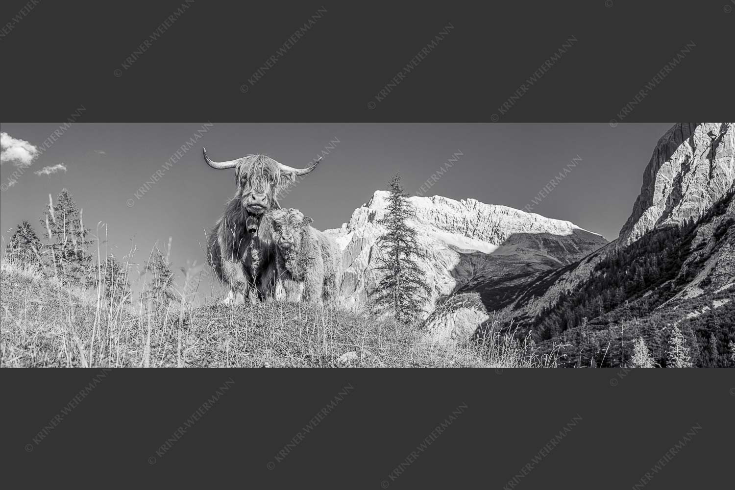 Schottische Hochlandrinder am Halleranger mit Speckkarspitze im Karwendelgebirge - Wir gehören zam 3:1 sw -- Schottisches Hochlandrind mit Kalb - mehr Infos bei www.Kriner-Weiermann.de