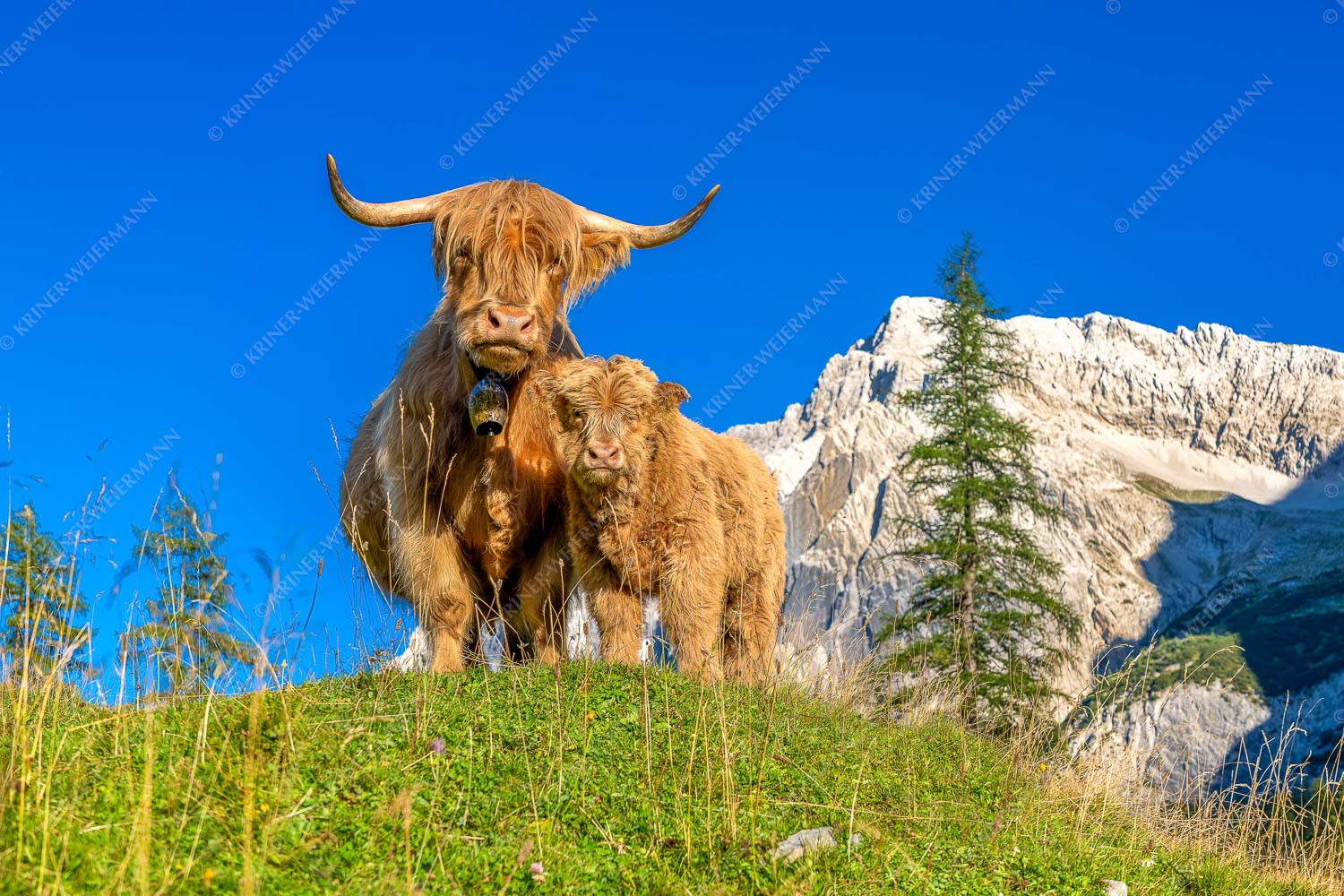 Schottische Hochlandrinder am Halleranger mit Speckkarspitze im Karwendelgebirge - Wir gehören zam 3:2  -- Schottisches Hochlandrind mit Kalb - mehr Infos bei www.Kriner-Weiermann.de