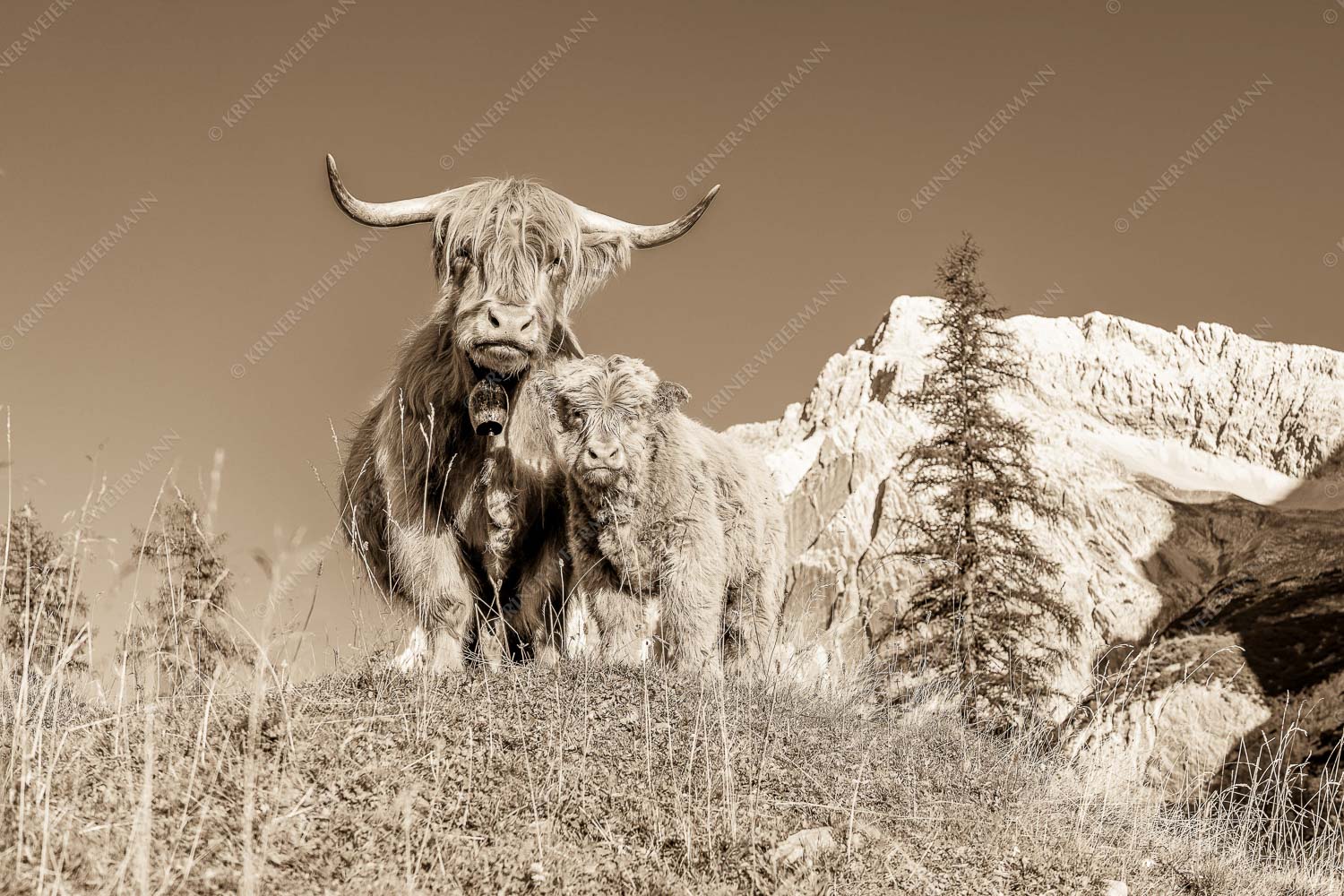 Schottische Hochlandrinder am Halleranger mit Speckkarspitze im Karwendelgebirge - Wir gehören zam 3:2 sepia -- Schottisches Hochlandrind mit Kalb - mehr Infos bei www.Kriner-Weiermann.de