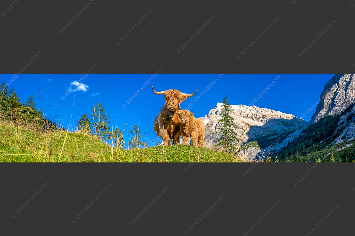 Schottische Hochlandrinder am Halleranger mit Speckkarspitze im Karwendelgebirge - Wir gehören zam 4:1  -- Schottisches Hochlandrind mit Kalb - mehr Infos bei www.Kriner-Weiermann.de
