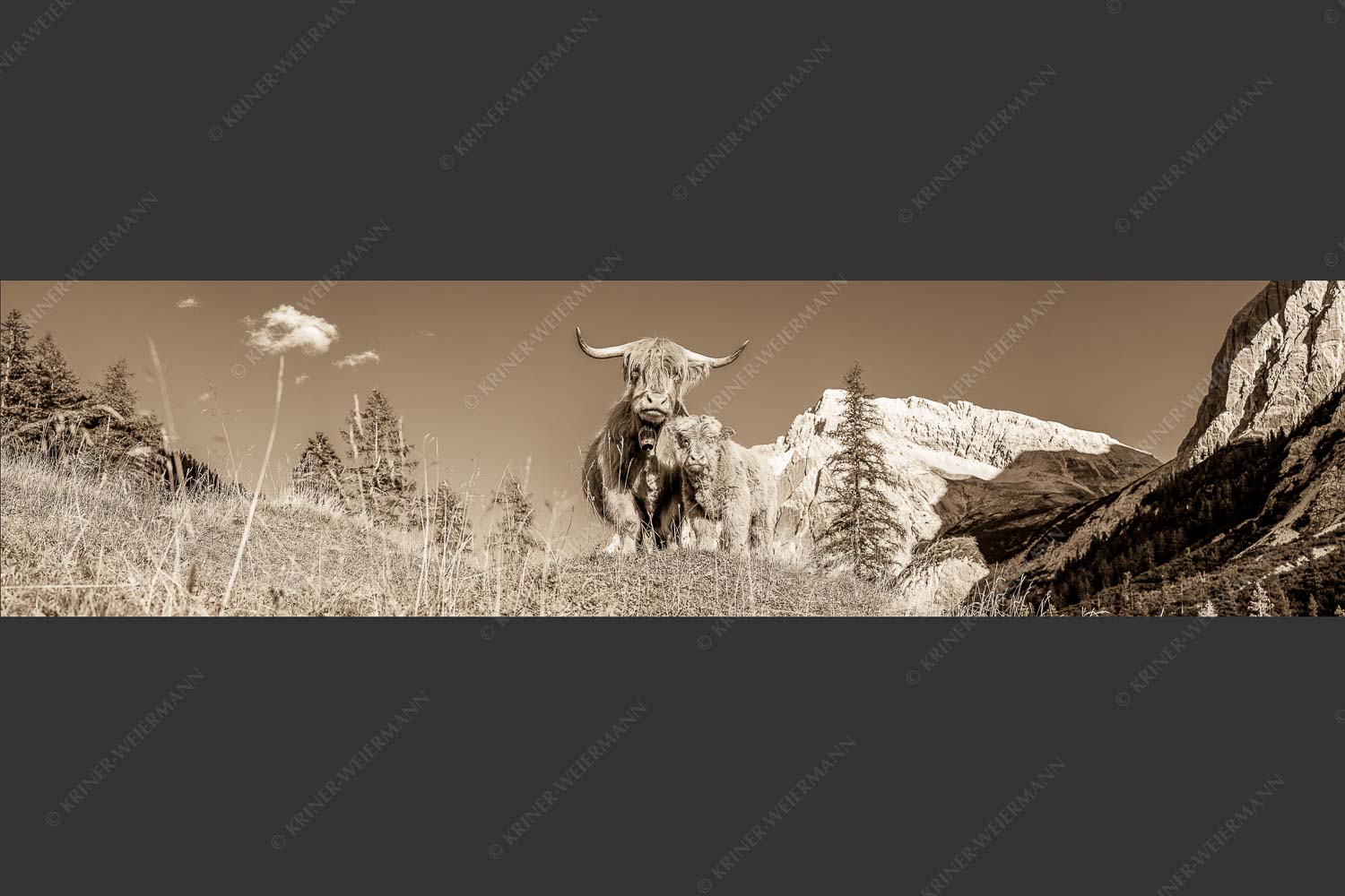 Schottische Hochlandrinder am Halleranger mit Speckkarspitze im Karwendelgebirge - Wir gehören zam 4:1 sepia -- Schottisches Hochlandrind mit Kalb - mehr Infos bei www.Kriner-Weiermann.de