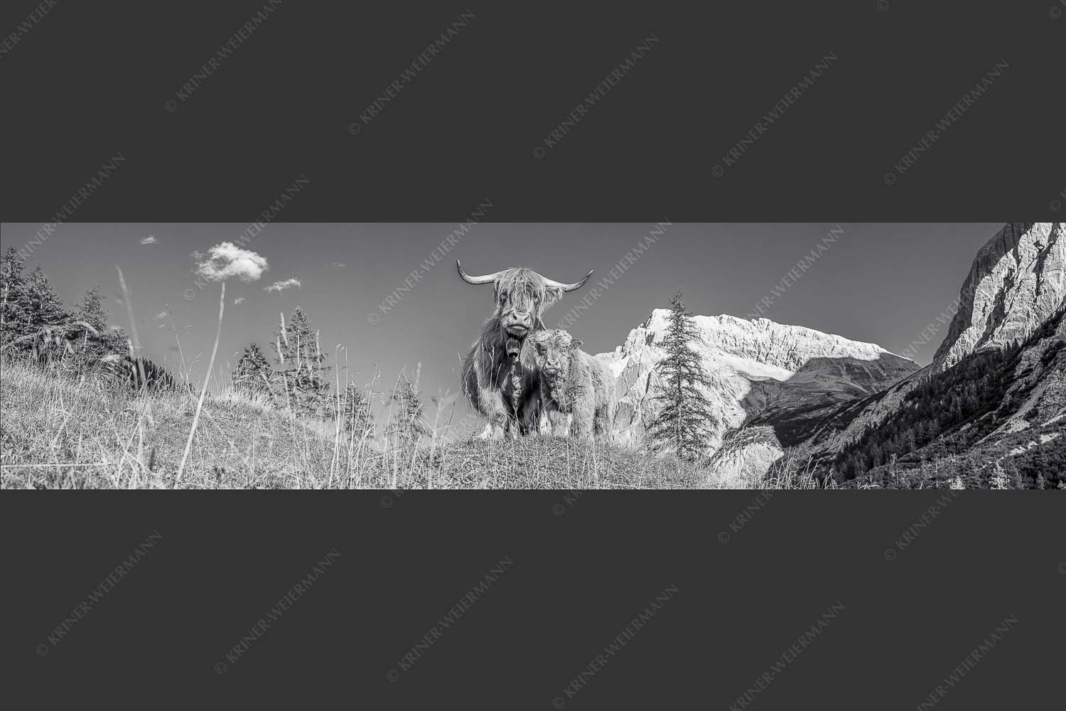 Schottische Hochlandrinder am Halleranger mit Speckkarspitze im Karwendelgebirge - Wir gehören zam 4:1 sw -- Schottisches Hochlandrind mit Kalb - mehr Infos bei www.Kriner-Weiermann.de