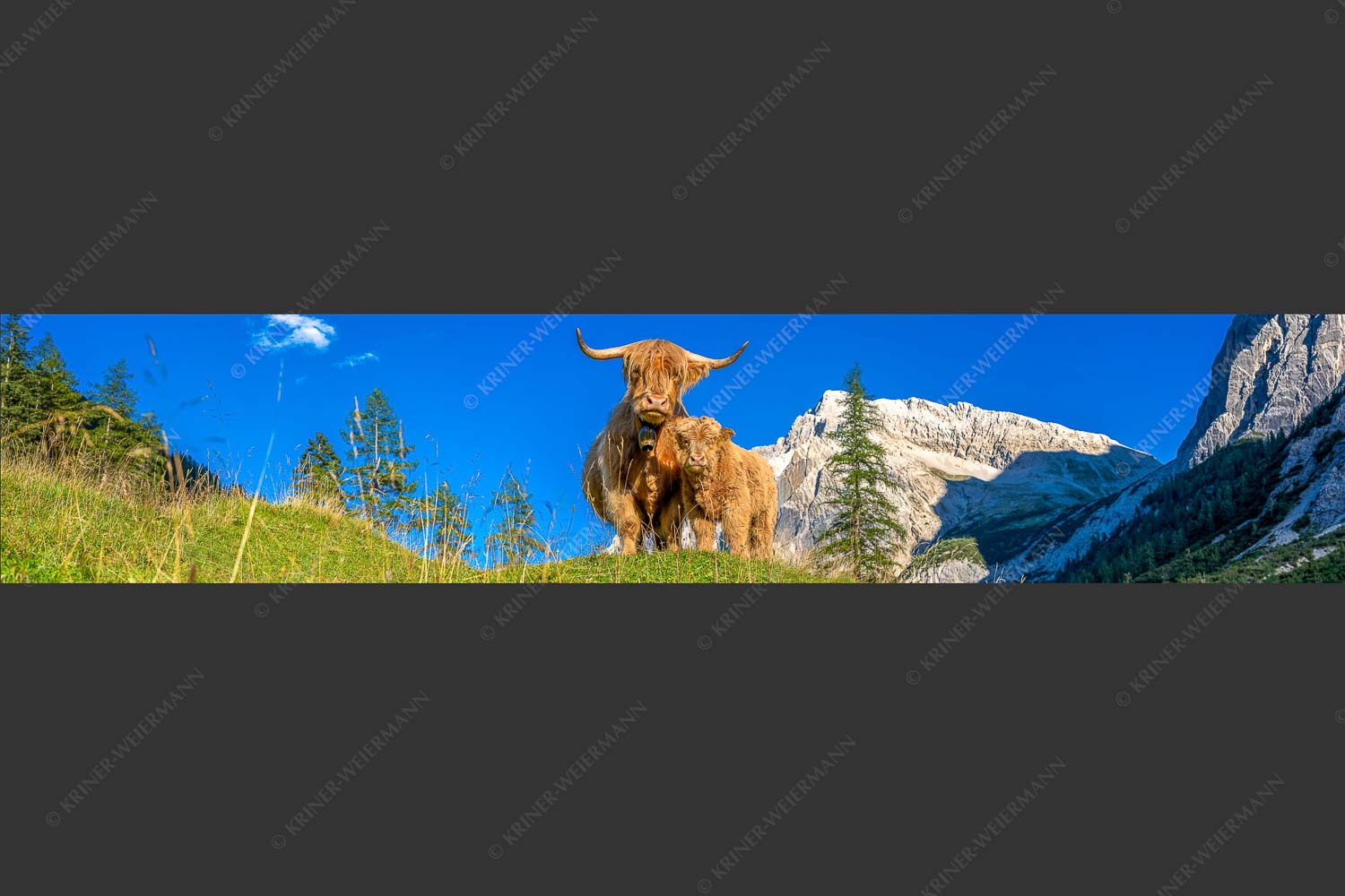 Schottische Hochlandrinder am Halleranger mit Speckkarspitze im Karwendelgebirge - Wir gehören zam 5:1  -- Schottisches Hochlandrind mit Kalb - mehr Infos bei www.Kriner-Weiermann.de