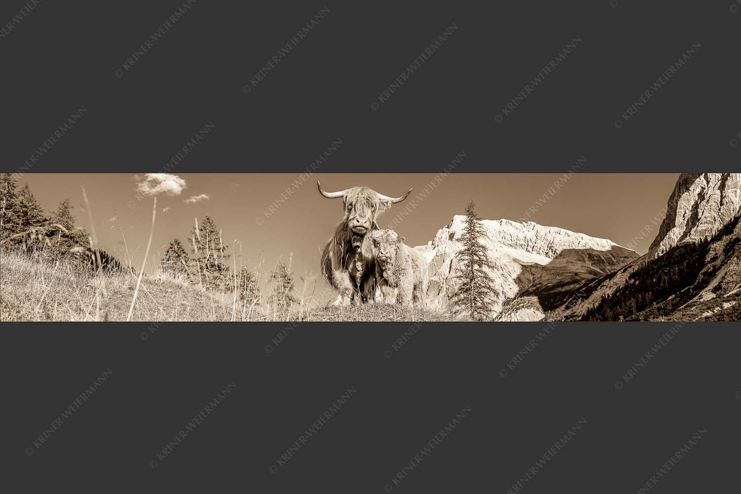 Schottische Hochlandrinder am Halleranger mit Speckkarspitze im Karwendelgebirge - Wir gehören zam 5:1 sepia -- Schottisches Hochlandrind mit Kalb - mehr Infos bei www.Kriner-Weiermann.de