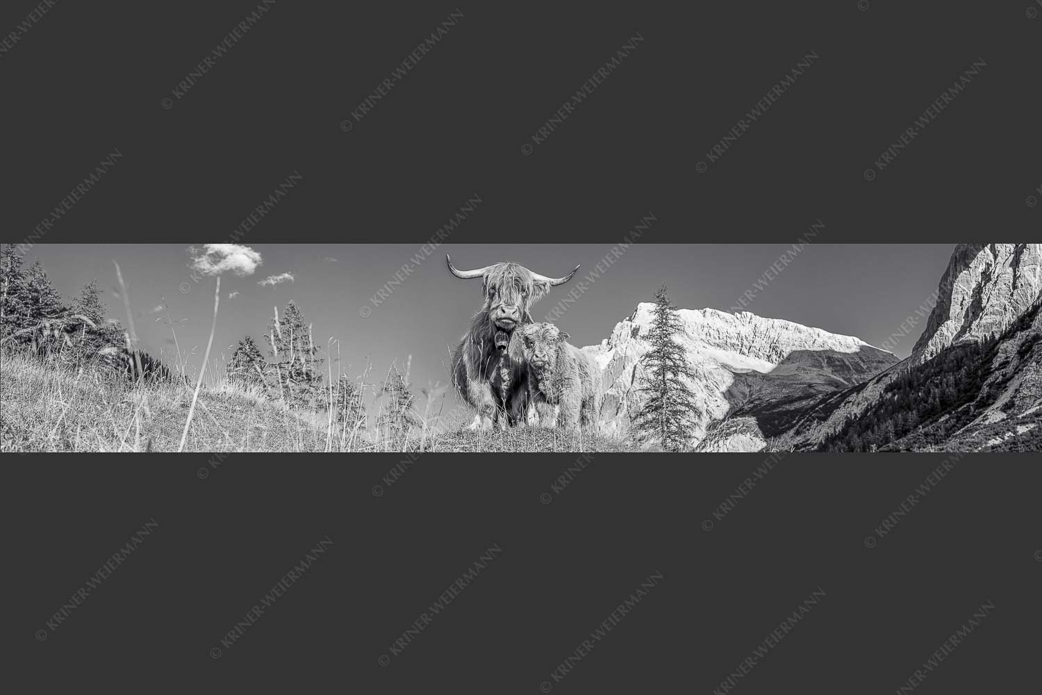 Schottische Hochlandrinder am Halleranger mit Speckkarspitze im Karwendelgebirge - Wir gehören zam 5:1 sw -- Schottisches Hochlandrind mit Kalb - mehr Infos bei www.Kriner-Weiermann.de