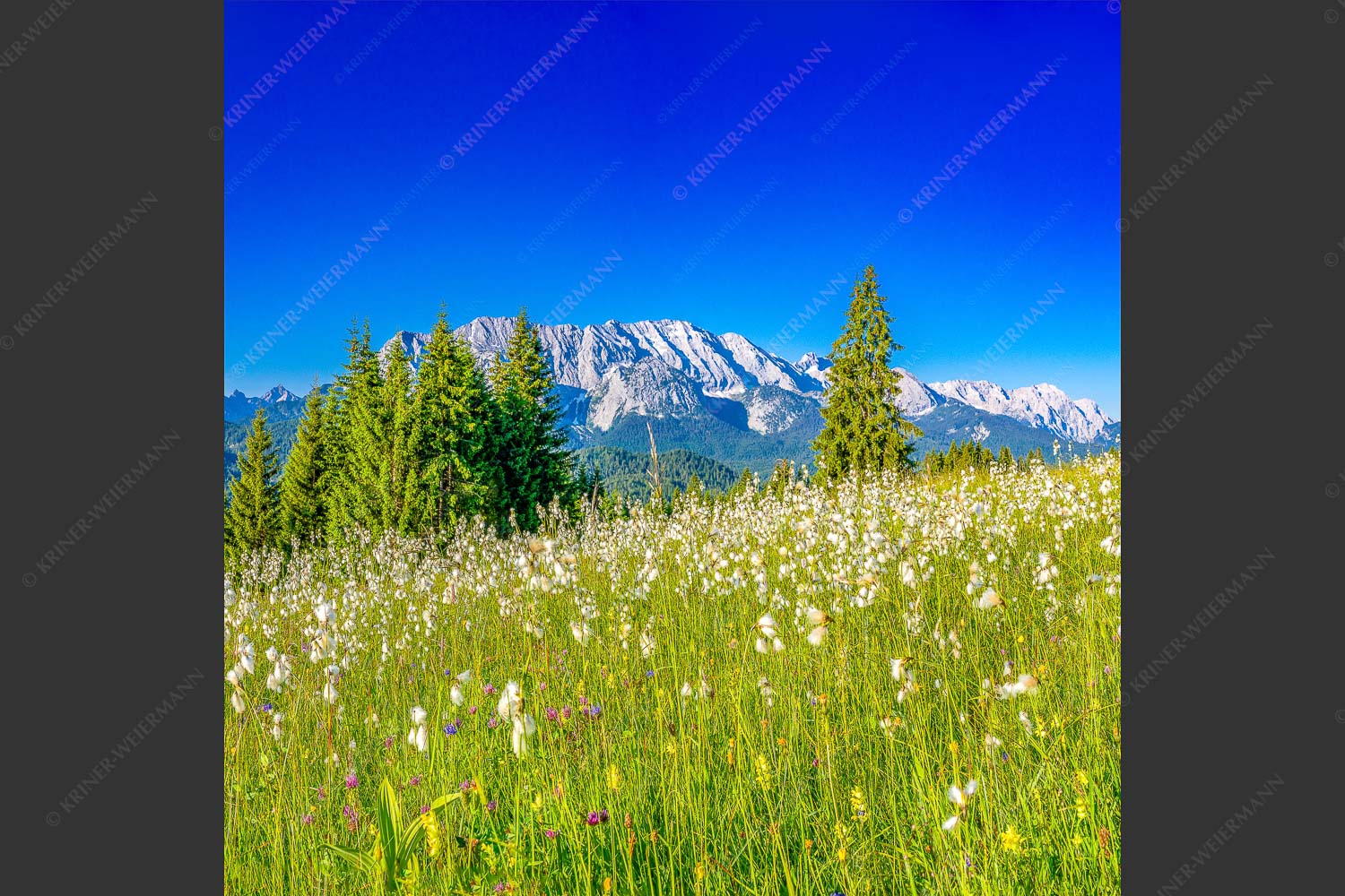 Blick über saftige Blumenwiese zum Wettersteingebirge - Wollgras Wiesn 1:1  -- Blumenwiese mit Wetterstein - mehr Infos bei www.Kriner-Weiermann.de