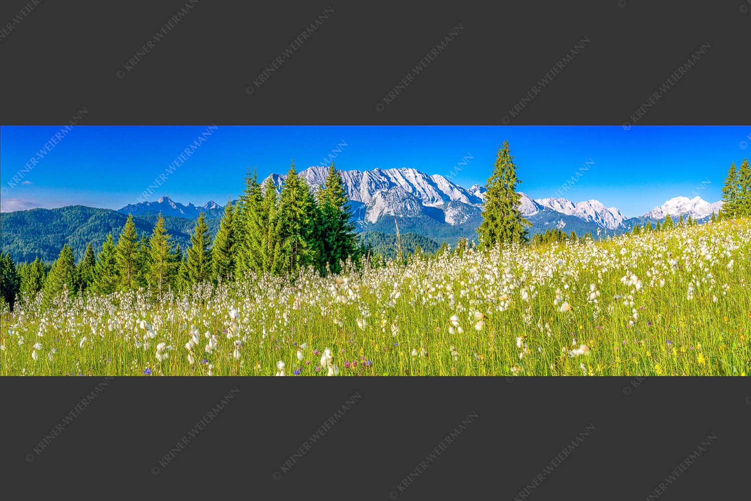 Blick über saftige Blumenwiese zum Wettersteingebirge - Wollgras Wiesn 3:1  -- Blumenwiese mit Wetterstein - mehr Infos bei www.Kriner-Weiermann.de