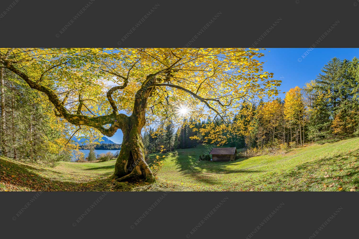 Bei den Badeufern am Barmsee steht dieser hunderte Jahre Ahornbaum - Zeitzeuge II 2,5:1  -- Ahorn am Barmsee - mehr Infos bei www.Kriner-Weiermann.de