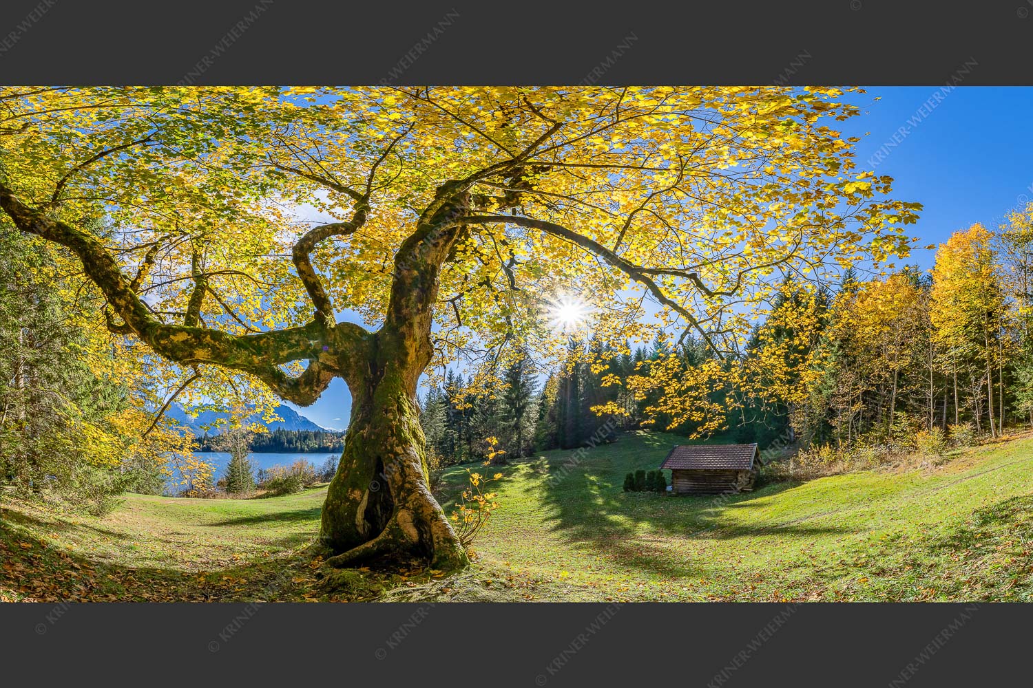 Bei den Badeufern am Barmsee steht dieser hunderte Jahre Ahornbaum - Zeitzeuge II 2:1  -- Ahorn am Barmsee - mehr Infos bei www.Kriner-Weiermann.de