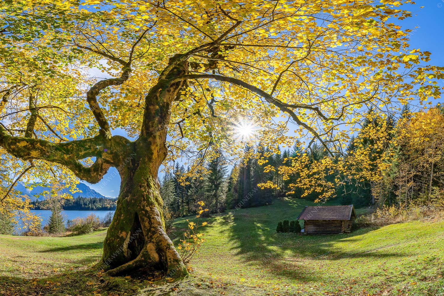 Bei den Badeufern am Barmsee steht dieser hunderte Jahre Ahornbaum - Zeitzeuge II 3:2  -- Ahorn am Barmsee - mehr Infos bei www.Kriner-Weiermann.de