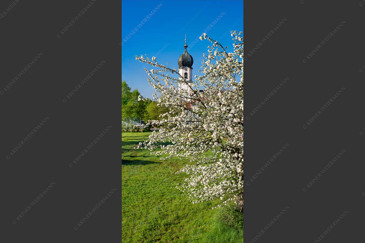 Kirche St. Sebastian in Krün - Apfelblüte Krün II 1:2  -- Apfelbaum mit Krüner Kirche - mehr Infos bei www.Kriner-Weiermann.de