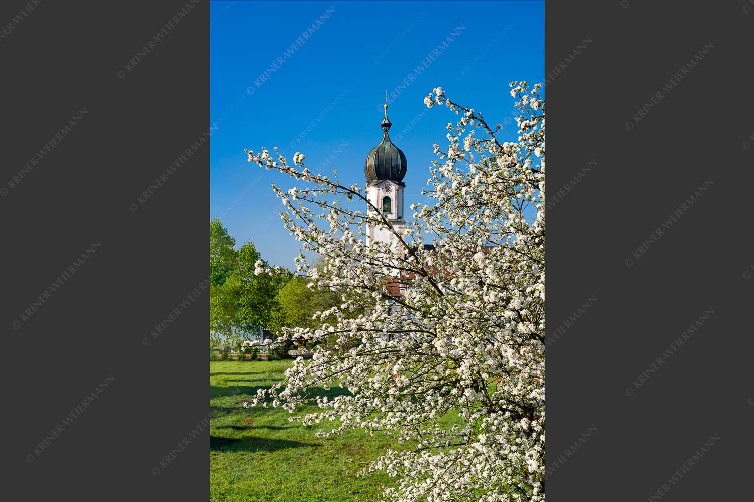 Kirche St. Sebastian in Krün - Apfelblüte Krün II 2:3  -- Apfelbaum mit Krüner Kirche - mehr Infos bei www.Kriner-Weiermann.de