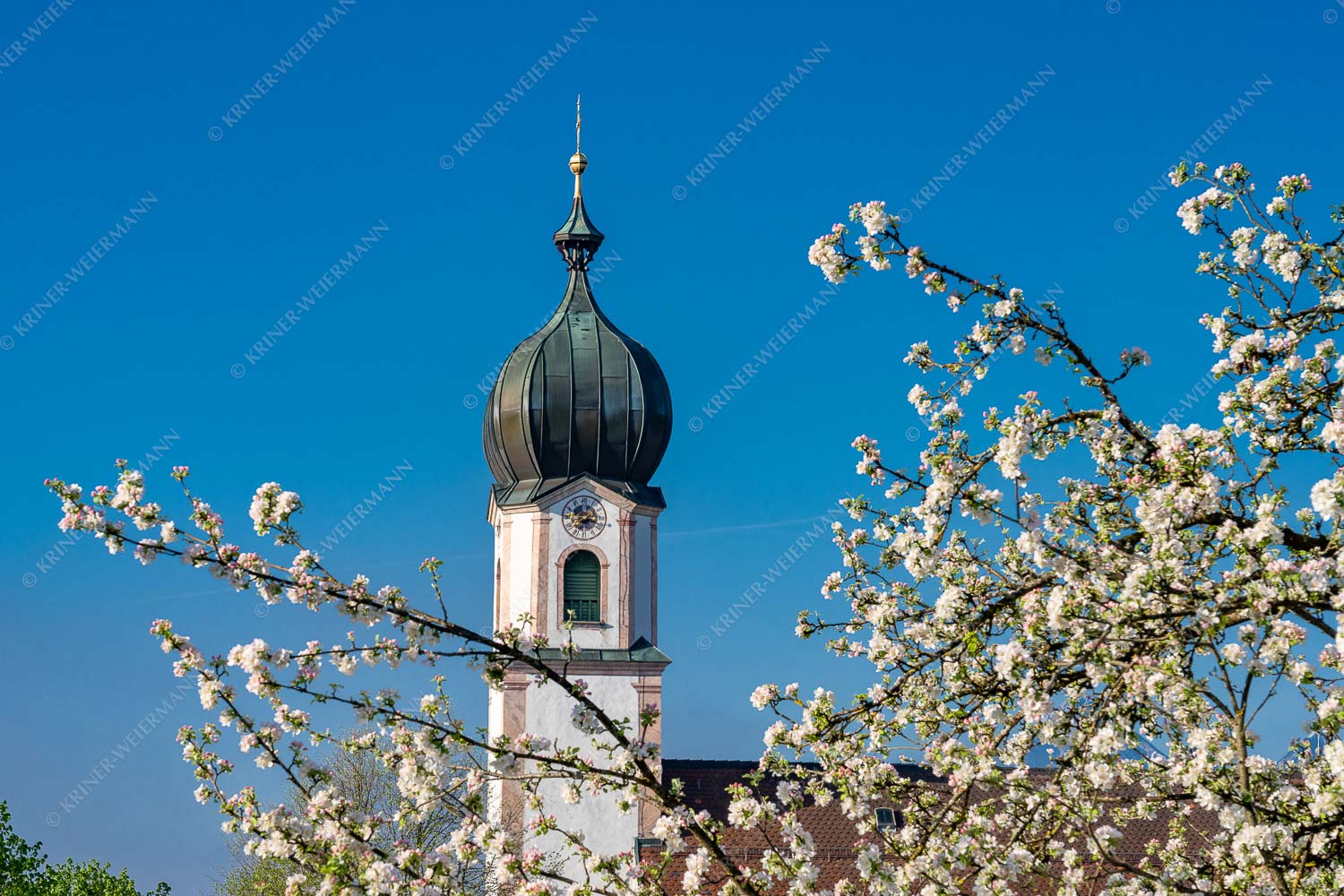 Kirche St. Sebastian in Krün - Apfelblüte Krün V 3:2  -- Apfelbaum mit Kirche in Krün - mehr Infos bei www.Kriner-Weiermann.de
