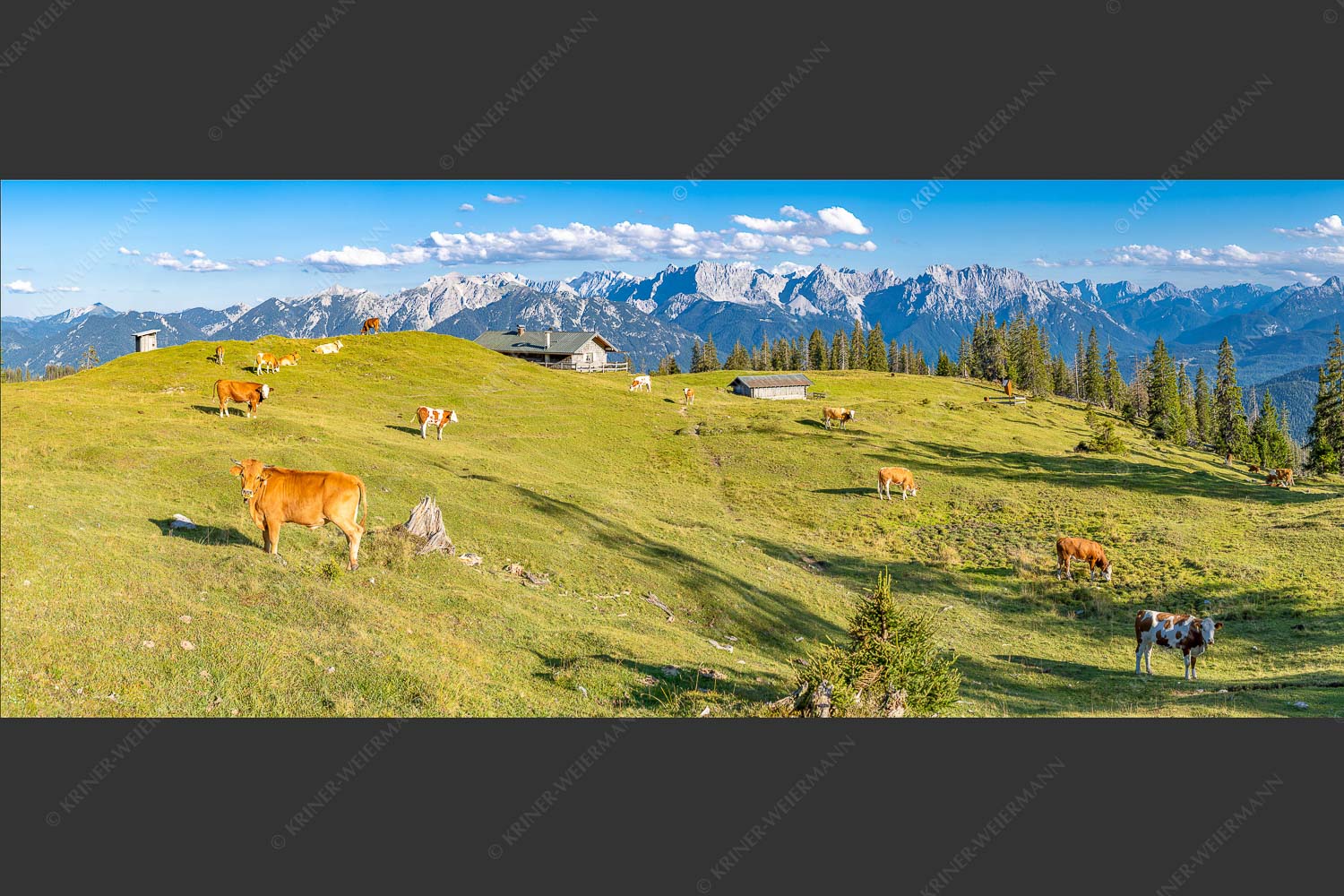Blick über Krüneralm ins Karwendelgebirge - Auf da Krüneralm II 2,5:1  -- Alm und Kälber im Estergebirge - mehr Infos bei www.Kriner-Weiermann.de