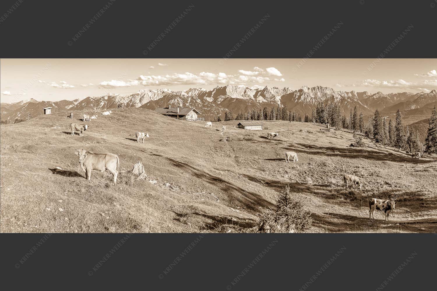 Blick über Krüneralm ins Karwendelgebirge - Auf da Krüneralm II 2,5:1 sepia -- Alm und Kälber im Estergebirge - mehr Infos bei www.Kriner-Weiermann.de
