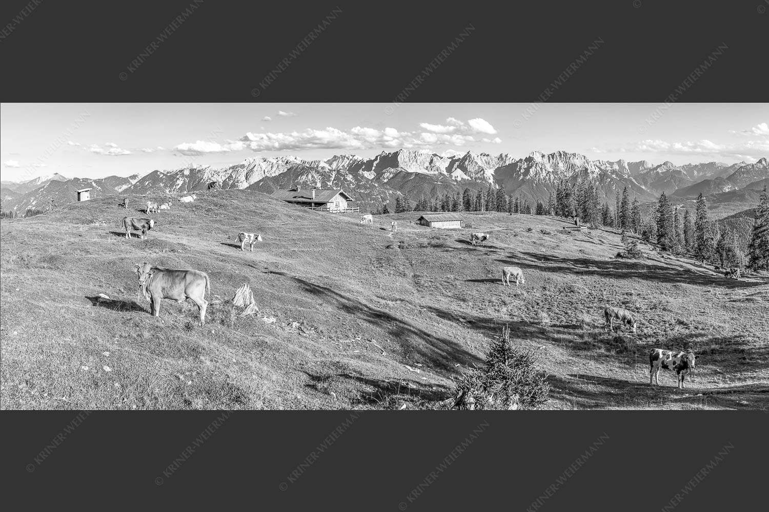 Blick über Krüneralm ins Karwendelgebirge - Auf da Krüneralm II 2,5:1 sw -- Alm und Kälber im Estergebirge - mehr Infos bei www.Kriner-Weiermann.de