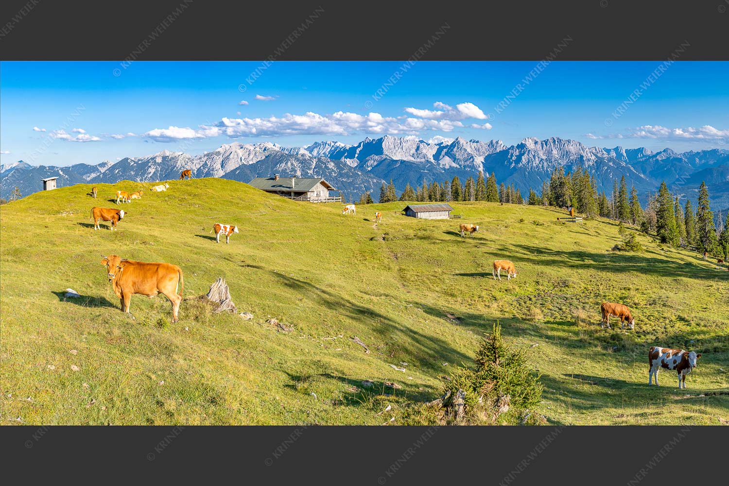Blick über Krüneralm ins Karwendelgebirge - Auf da Krüneralm II 2:1  -- Alm und Kälber im Estergebirge - mehr Infos bei www.Kriner-Weiermann.de