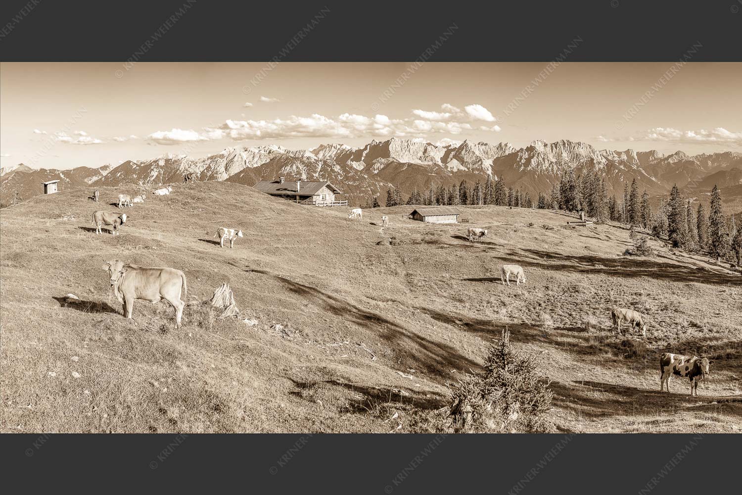 Blick über Krüneralm ins Karwendelgebirge - Auf da Krüneralm II 2:1 sepia -- Alm und Kälber im Estergebirge - mehr Infos bei www.Kriner-Weiermann.de