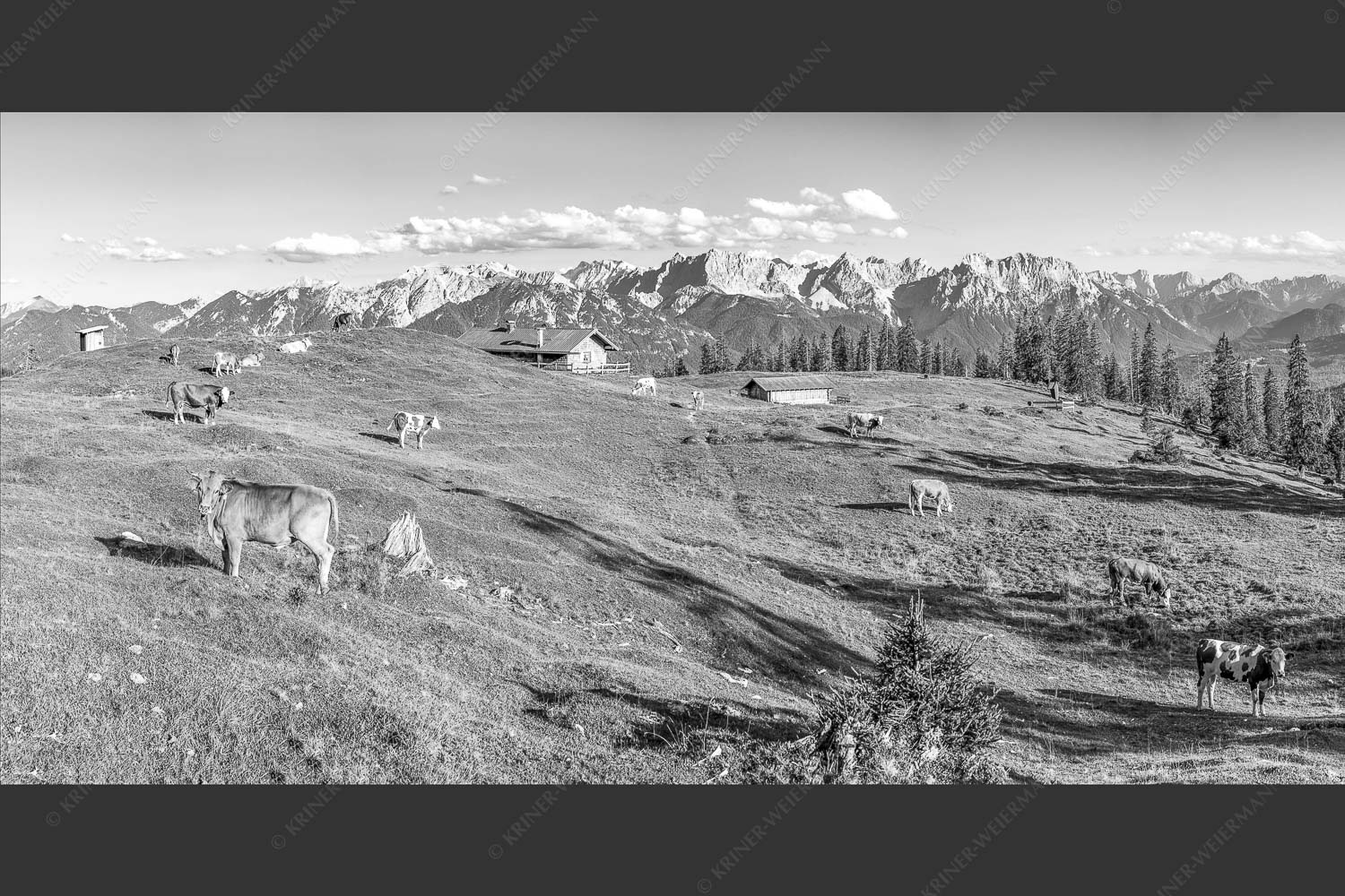 Blick über Krüneralm ins Karwendelgebirge - Auf da Krüneralm II 2:1 sw -- Alm und Kälber im Estergebirge - mehr Infos bei www.Kriner-Weiermann.de
