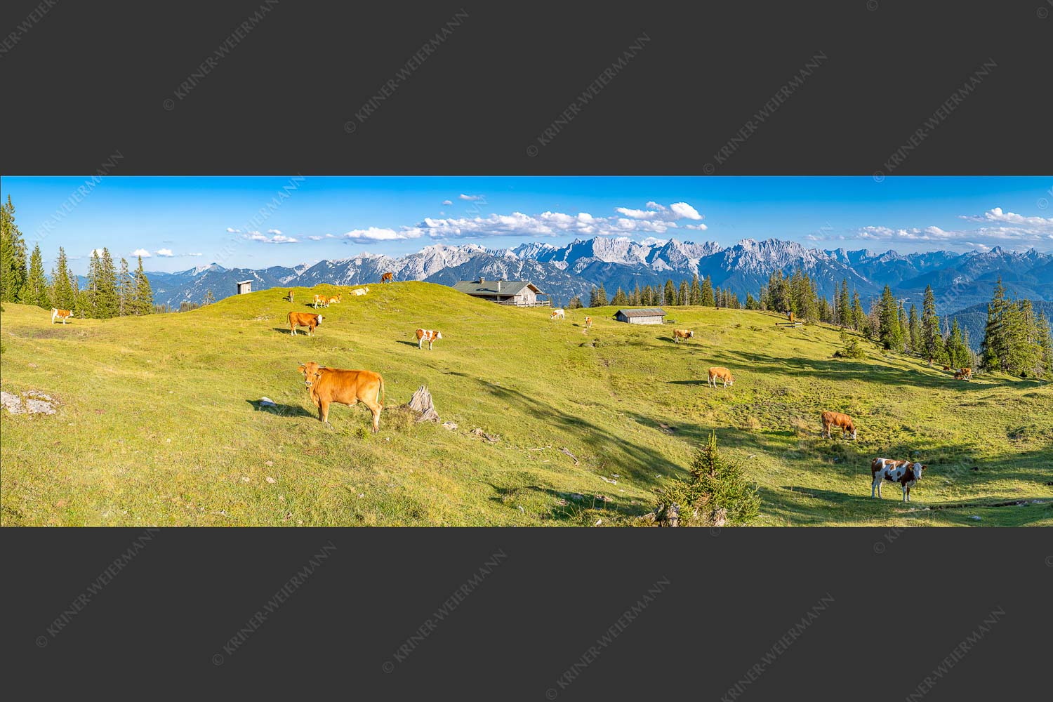 Blick über Krüneralm ins Karwendelgebirge - Auf da Krüneralm II 3:1  -- Alm und Kälber im Estergebirge - mehr Infos bei www.Kriner-Weiermann.de