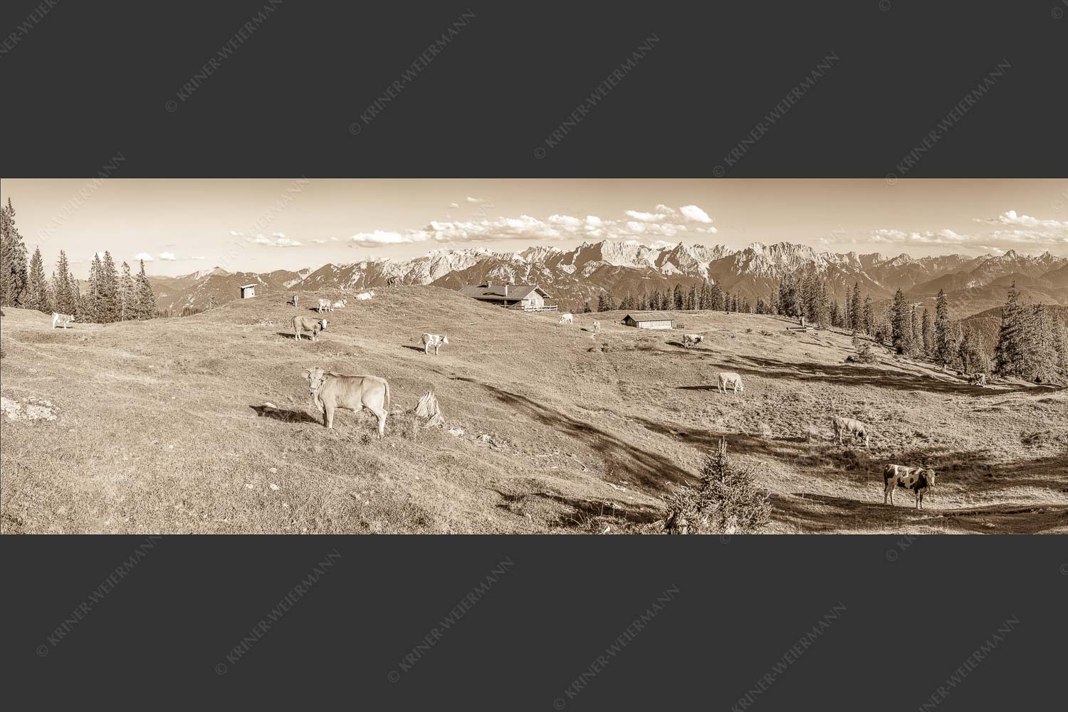 Blick über Krüneralm ins Karwendelgebirge - Auf da Krüneralm II 3:1 sepia -- Alm und Kälber im Estergebirge - mehr Infos bei www.Kriner-Weiermann.de
