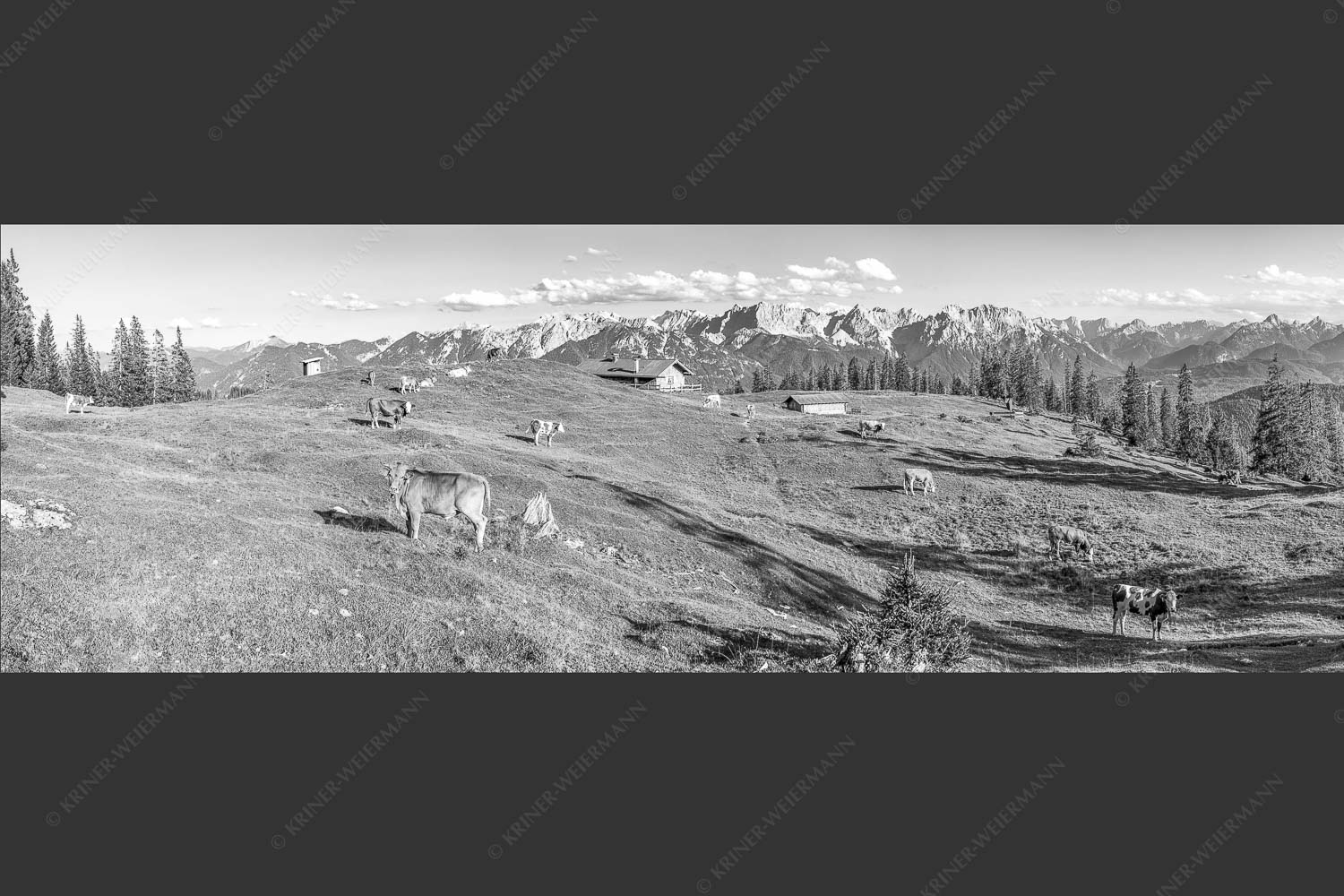 Blick über Krüneralm ins Karwendelgebirge - Auf da Krüneralm II 3:1 sw -- Alm und Kälber im Estergebirge - mehr Infos bei www.Kriner-Weiermann.de