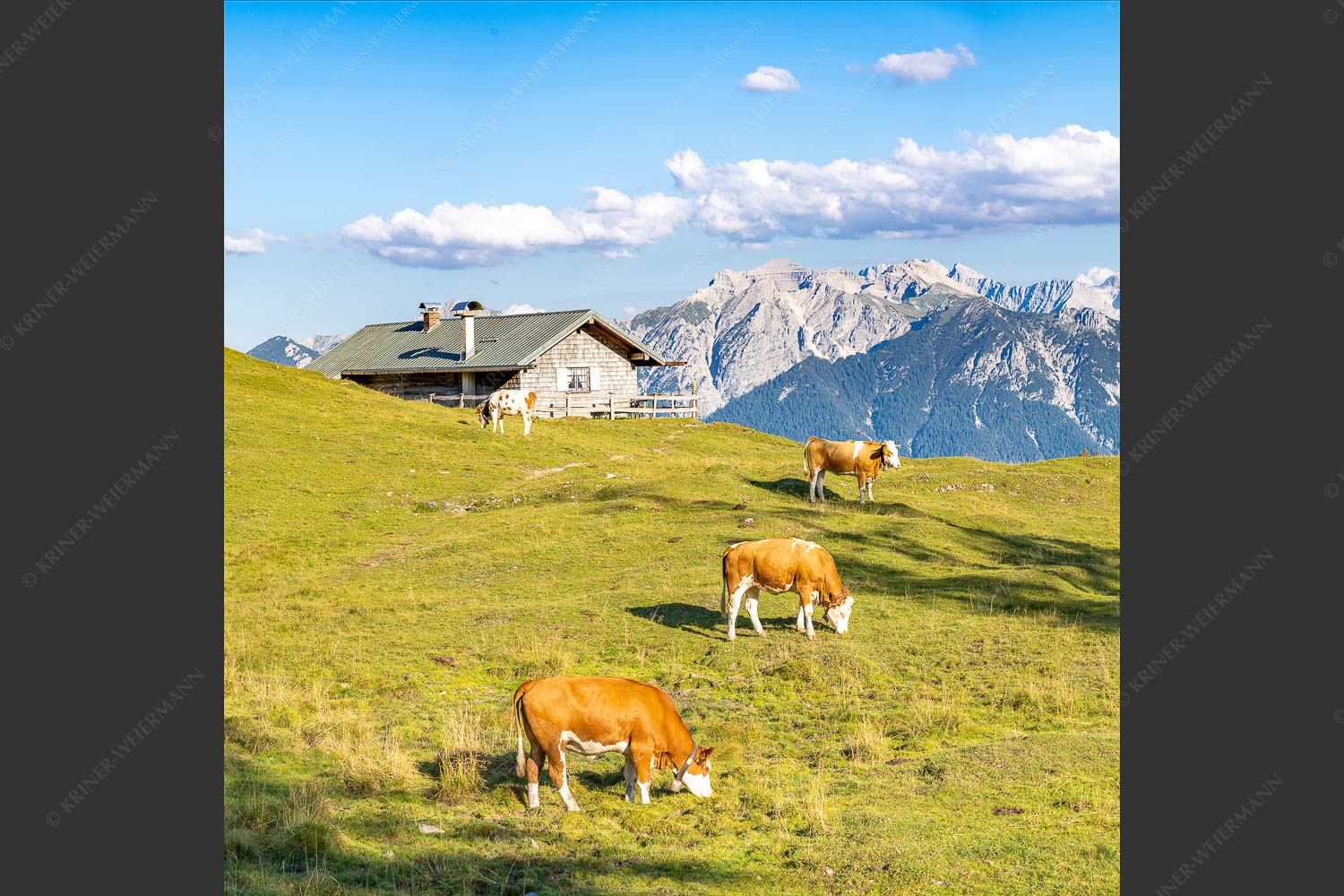 Blick über Krüneralm ins Karwendelgebirge - Auf da Krüneralm III 1:1  -- Kälber und Alm mit Soierngebirge - mehr Infos bei www.Kriner-Weiermann.de