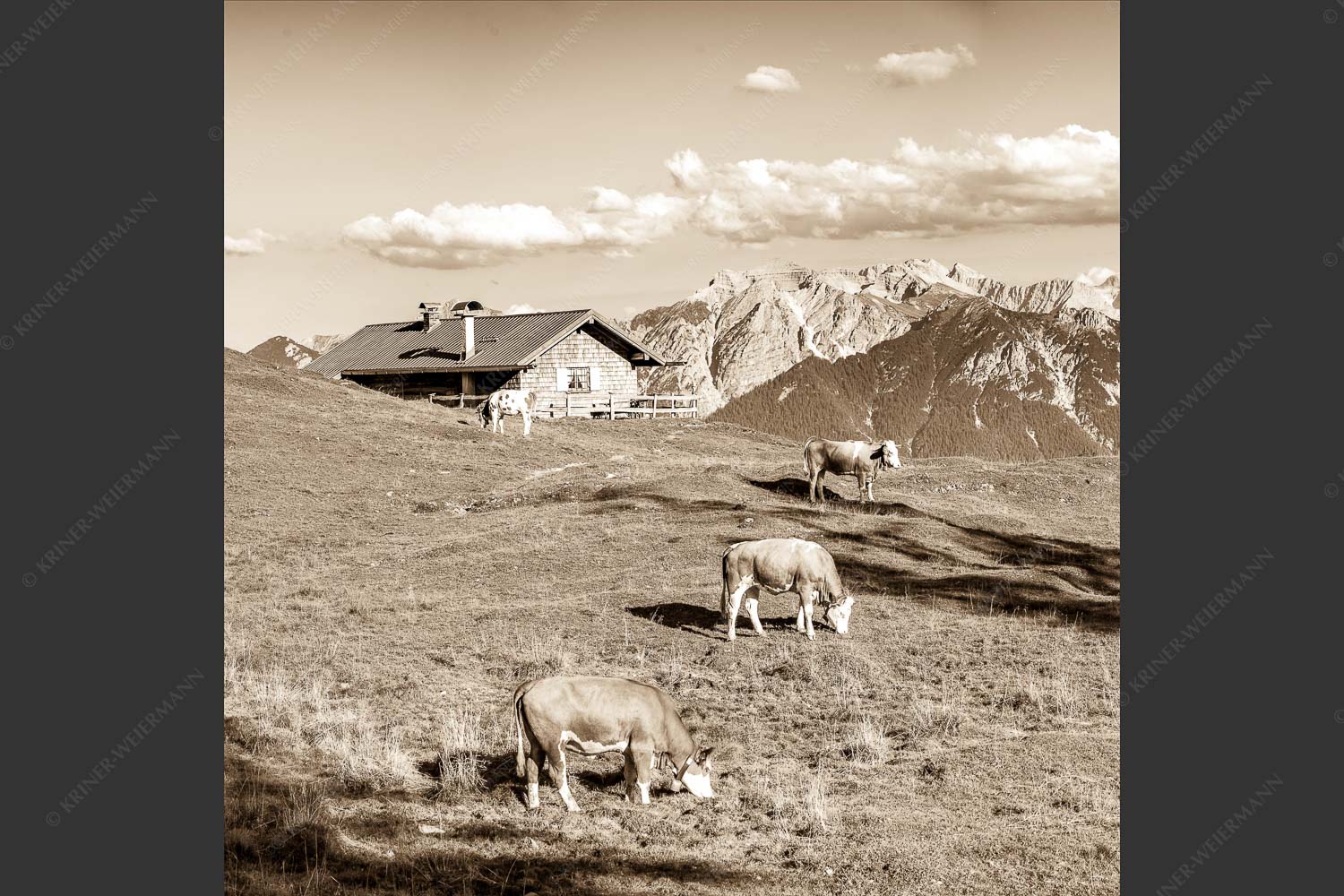 Blick über Krüneralm ins Karwendelgebirge - Auf da Krüneralm III 1:1 sepia -- Kälber und Alm mit Soierngebirge - mehr Infos bei www.Kriner-Weiermann.de