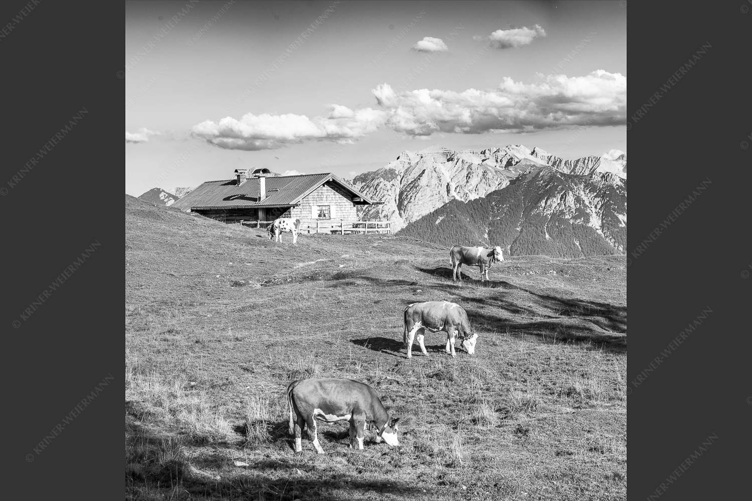 Blick über Krüneralm ins Karwendelgebirge - Auf da Krüneralm III 1:1 sw -- Kälber und Alm mit Soierngebirge - mehr Infos bei www.Kriner-Weiermann.de