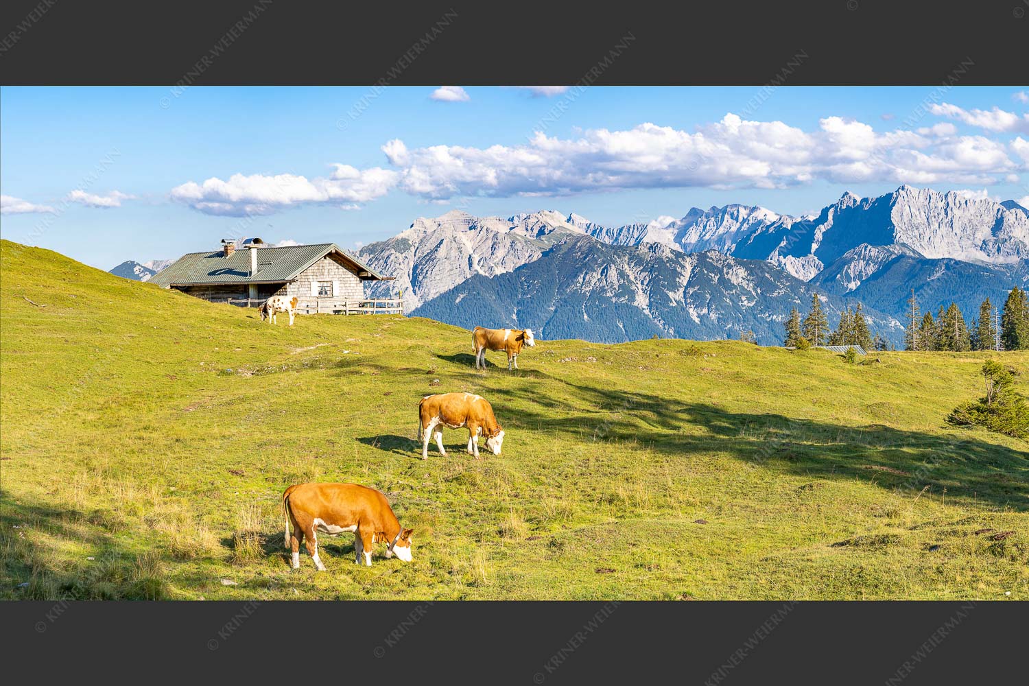Blick über Krüneralm ins Karwendelgebirge - Auf da Krüneralm III 2:1  -- Kälber und Alm mit Soierngebirge - mehr Infos bei www.Kriner-Weiermann.de
