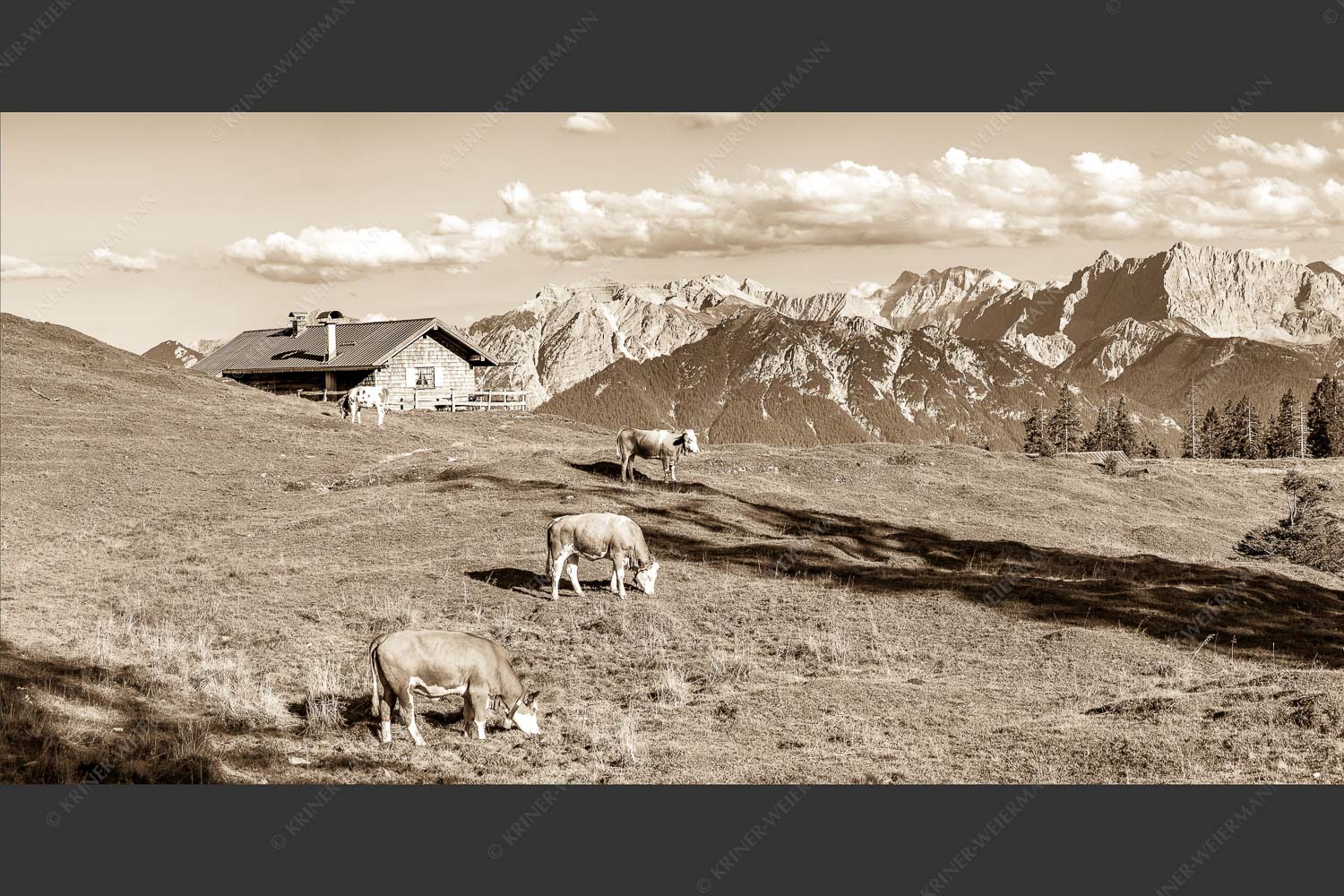Blick über Krüneralm ins Karwendelgebirge - Auf da Krüneralm III 2:1 sepia -- Kälber und Alm mit Soierngebirge - mehr Infos bei www.Kriner-Weiermann.de