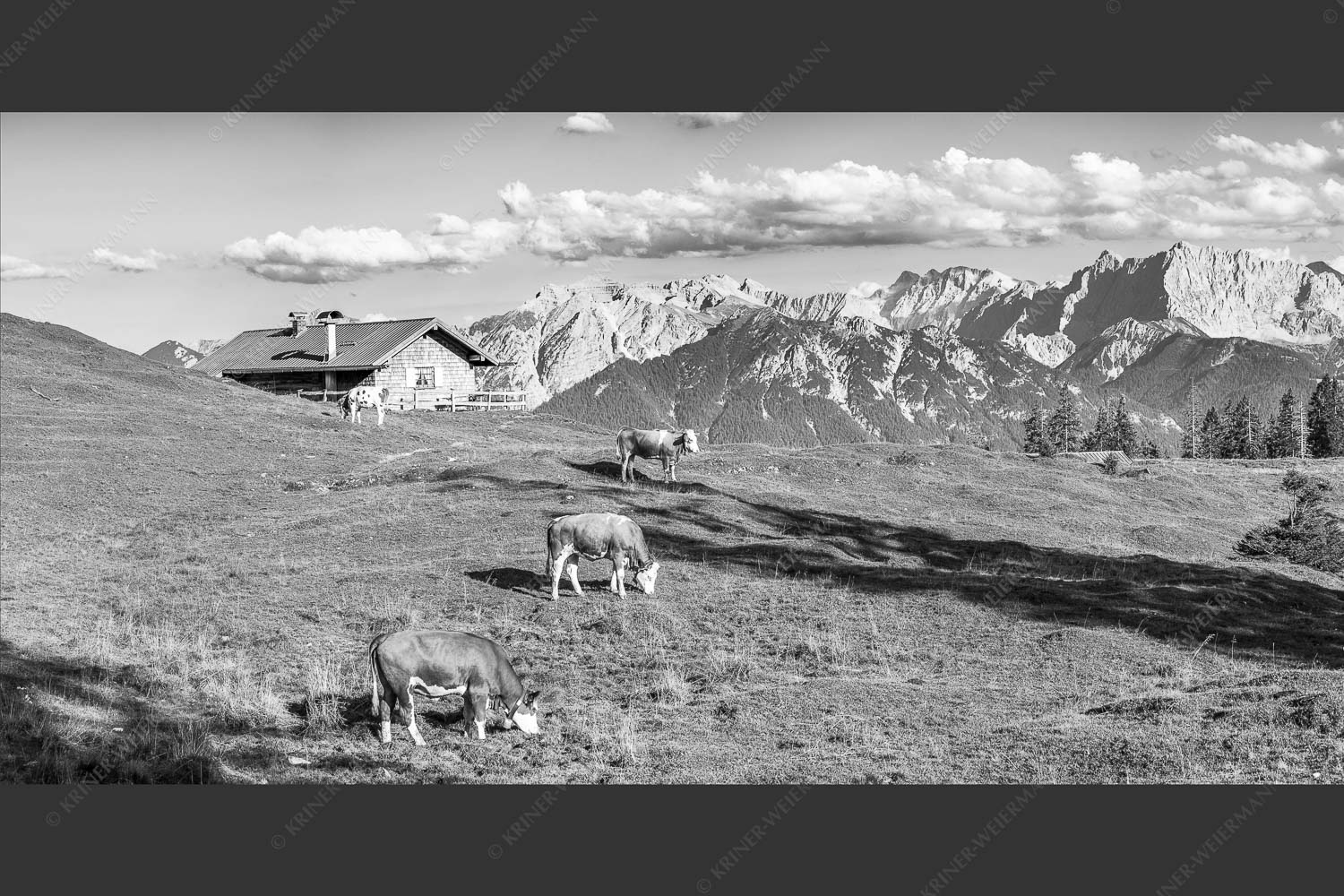 Blick über Krüneralm ins Karwendelgebirge - Auf da Krüneralm III 2:1 sw -- Kälber und Alm mit Soierngebirge - mehr Infos bei www.Kriner-Weiermann.de