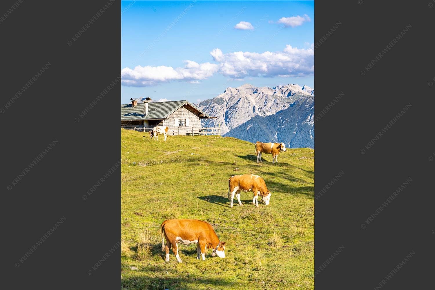 Blick über Krüneralm ins Karwendelgebirge - Auf da Krüneralm III 2:3  -- Kälber und Alm mit Soierngebirge - mehr Infos bei www.Kriner-Weiermann.de