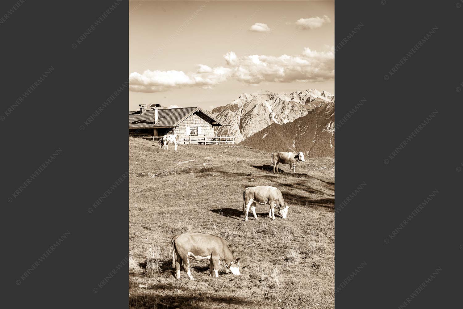Blick über Krüneralm ins Karwendelgebirge - Auf da Krüneralm III 2:3 sepia -- Kälber und Alm mit Soierngebirge - mehr Infos bei www.Kriner-Weiermann.de