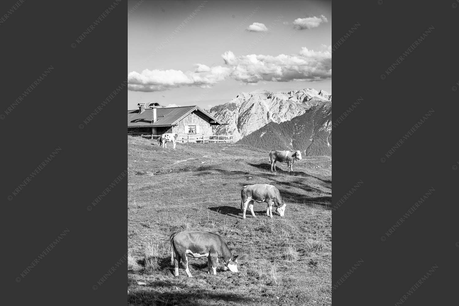 Blick über Krüneralm ins Karwendelgebirge - Auf da Krüneralm III 2:3 sw -- Kälber und Alm mit Soierngebirge - mehr Infos bei www.Kriner-Weiermann.de
