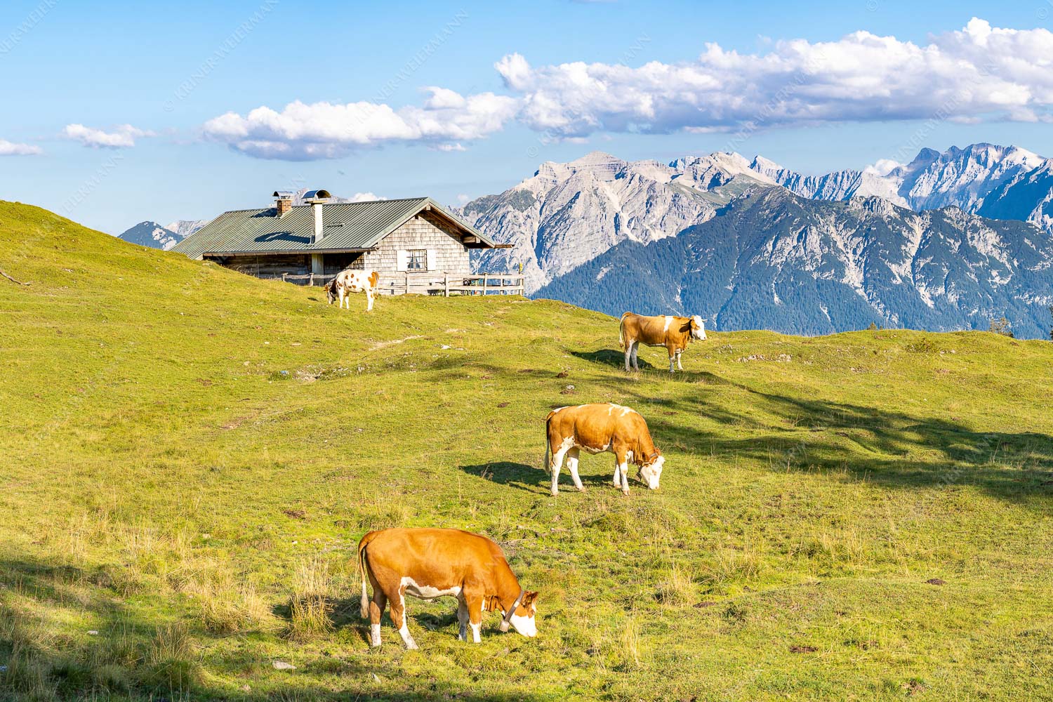 Blick über Krüneralm ins Karwendelgebirge - Auf da Krüneralm III 3:2  -- Kälber und Alm mit Soierngebirge - mehr Infos bei www.Kriner-Weiermann.de