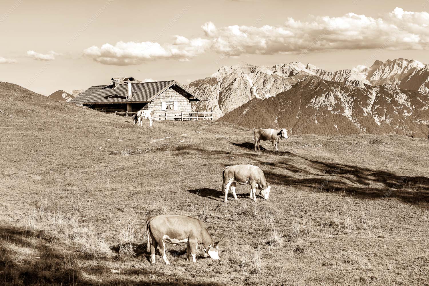 Blick über Krüneralm ins Karwendelgebirge - Auf da Krüneralm III 3:2 sepia -- Kälber und Alm mit Soierngebirge - mehr Infos bei www.Kriner-Weiermann.de